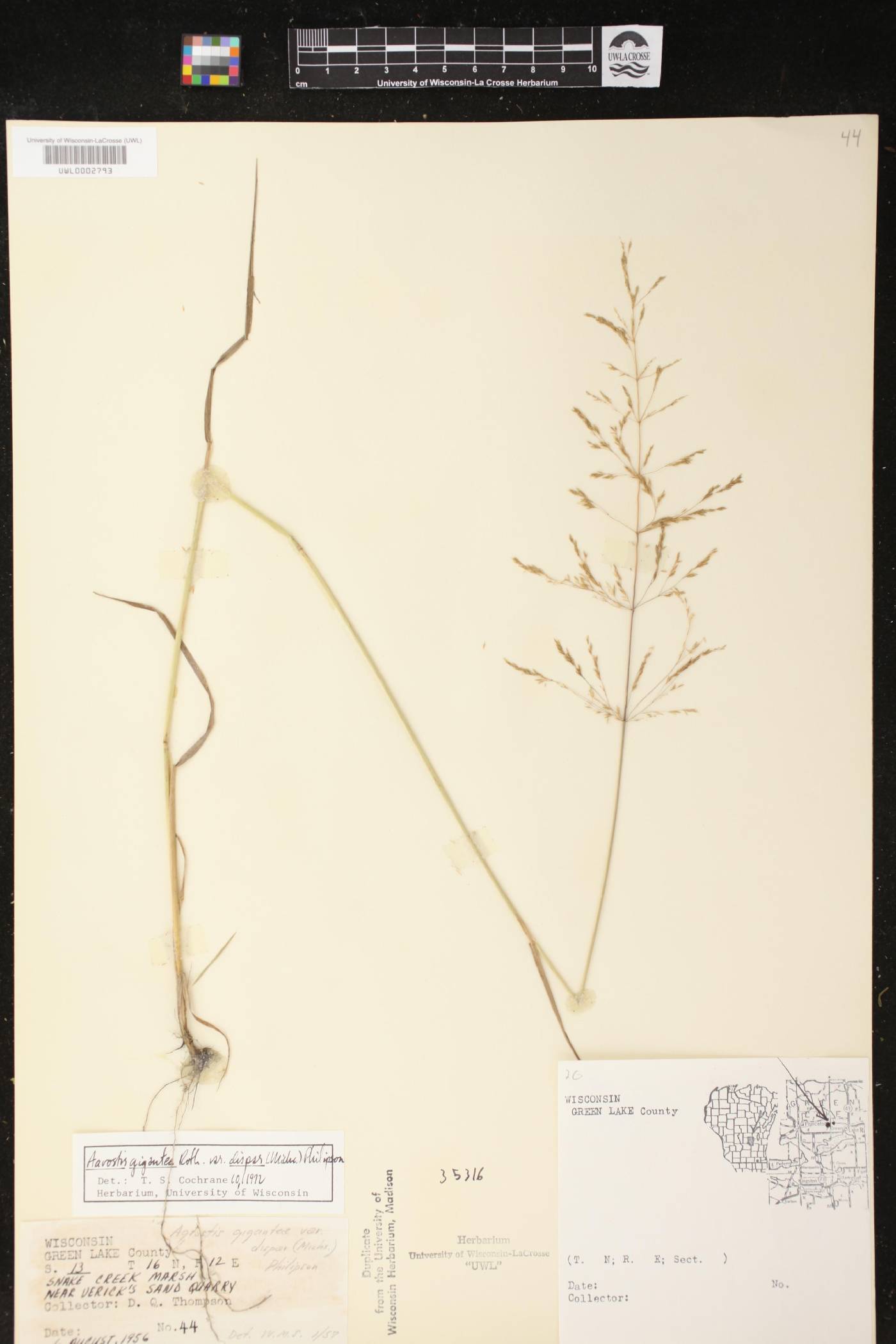 Agrostis gigantea image