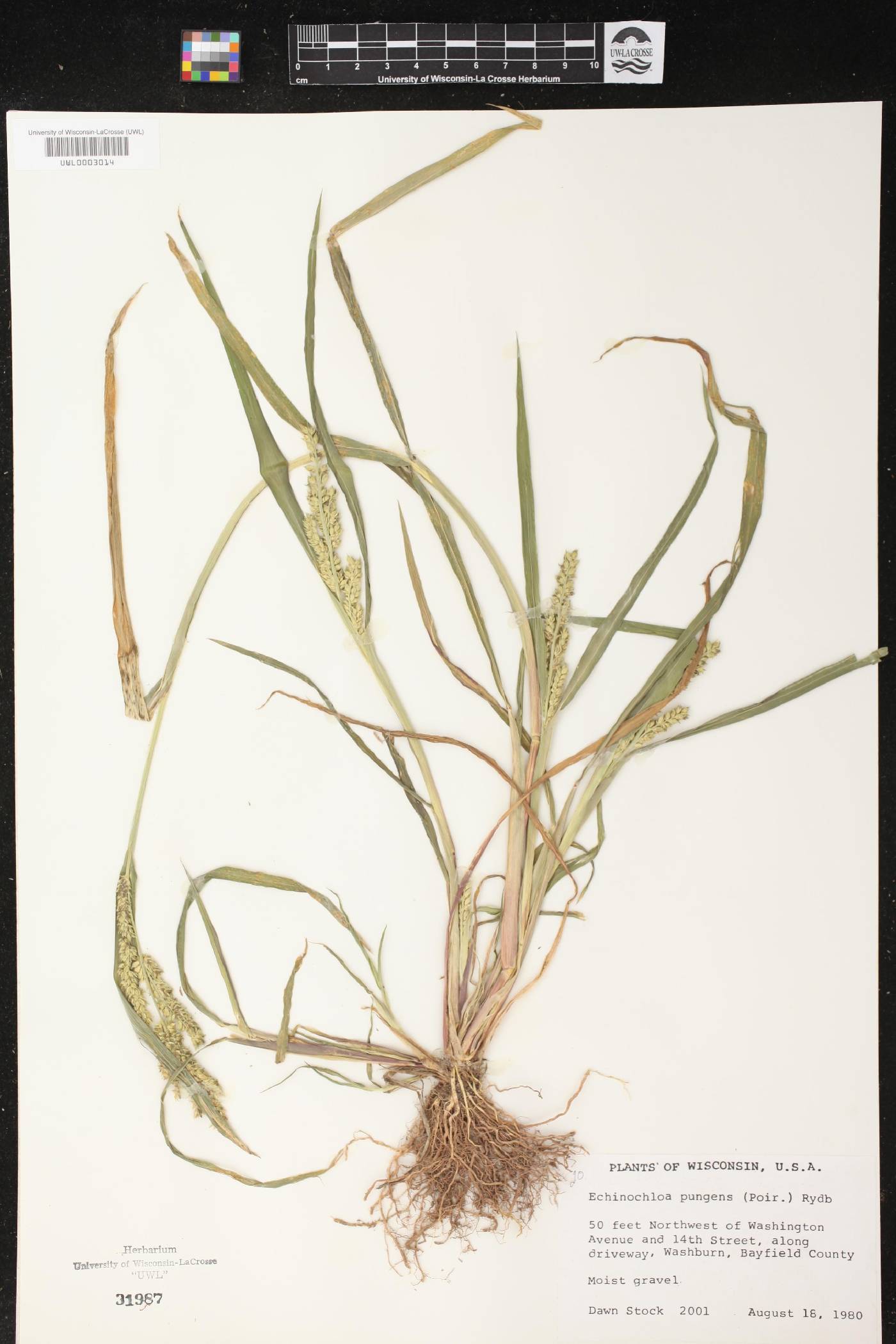 Echinochloa muricata var. muricata image