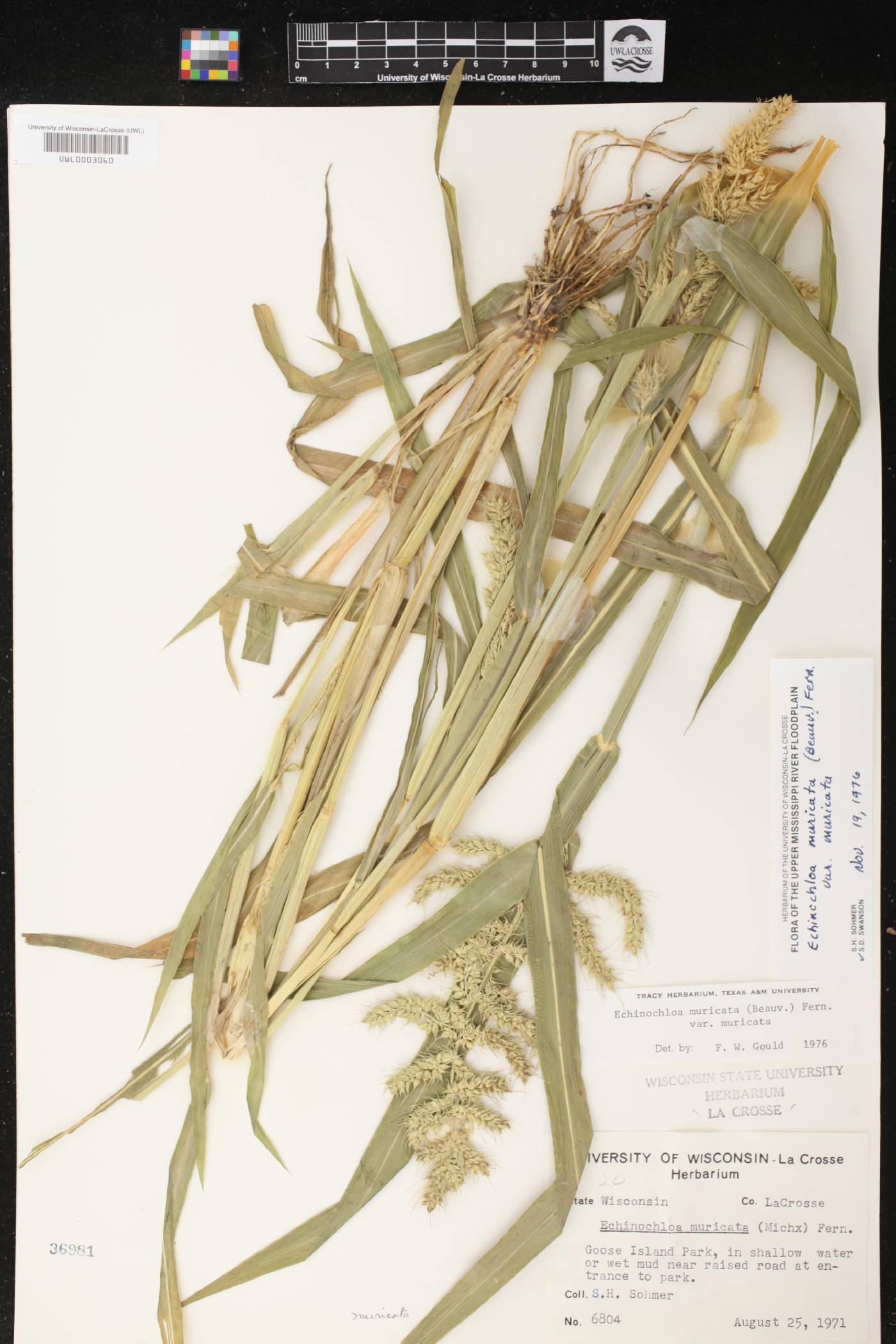 Echinochloa muricata var. muricata image