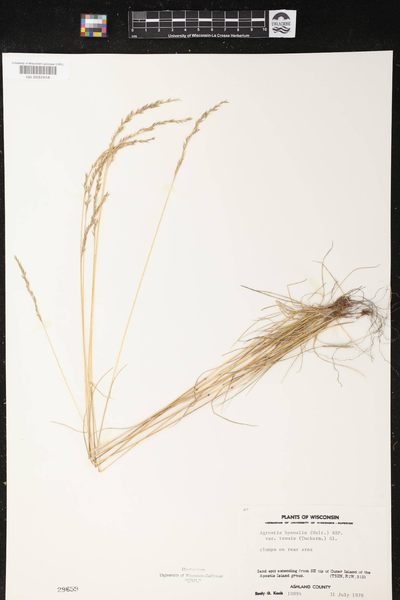 Agrostis scabra image