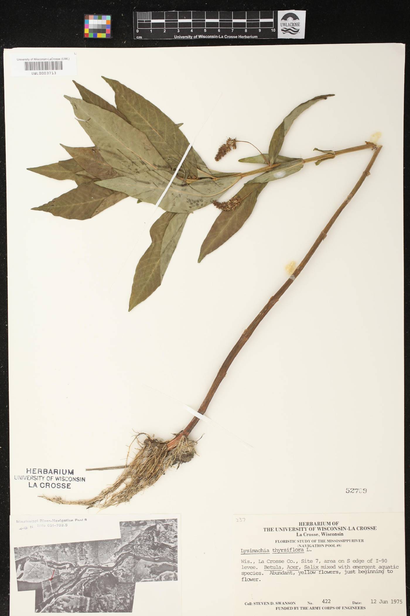 Lysimachia thyrsiflora image