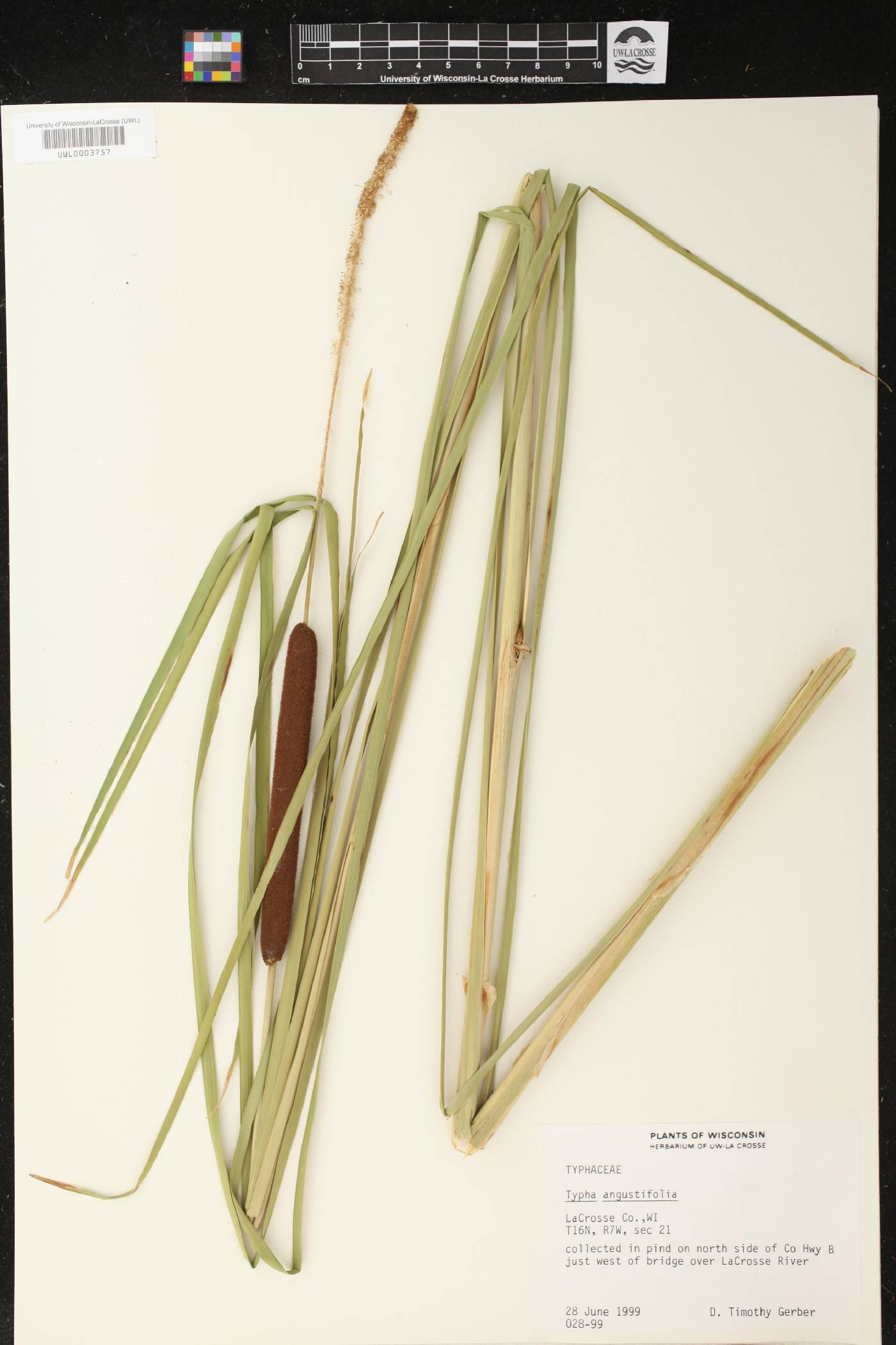 Typha angustifolia image