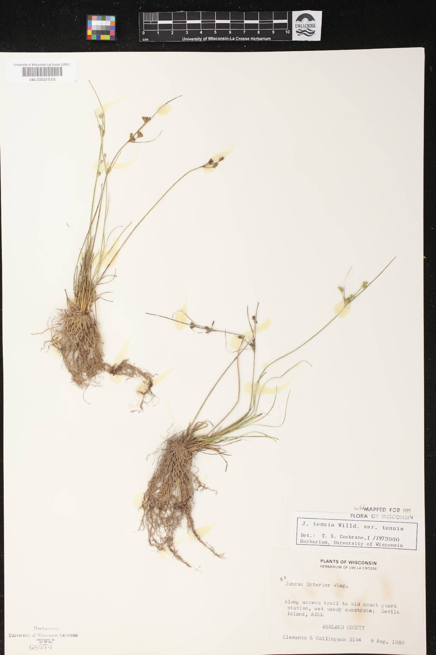 Juncus tenuis image