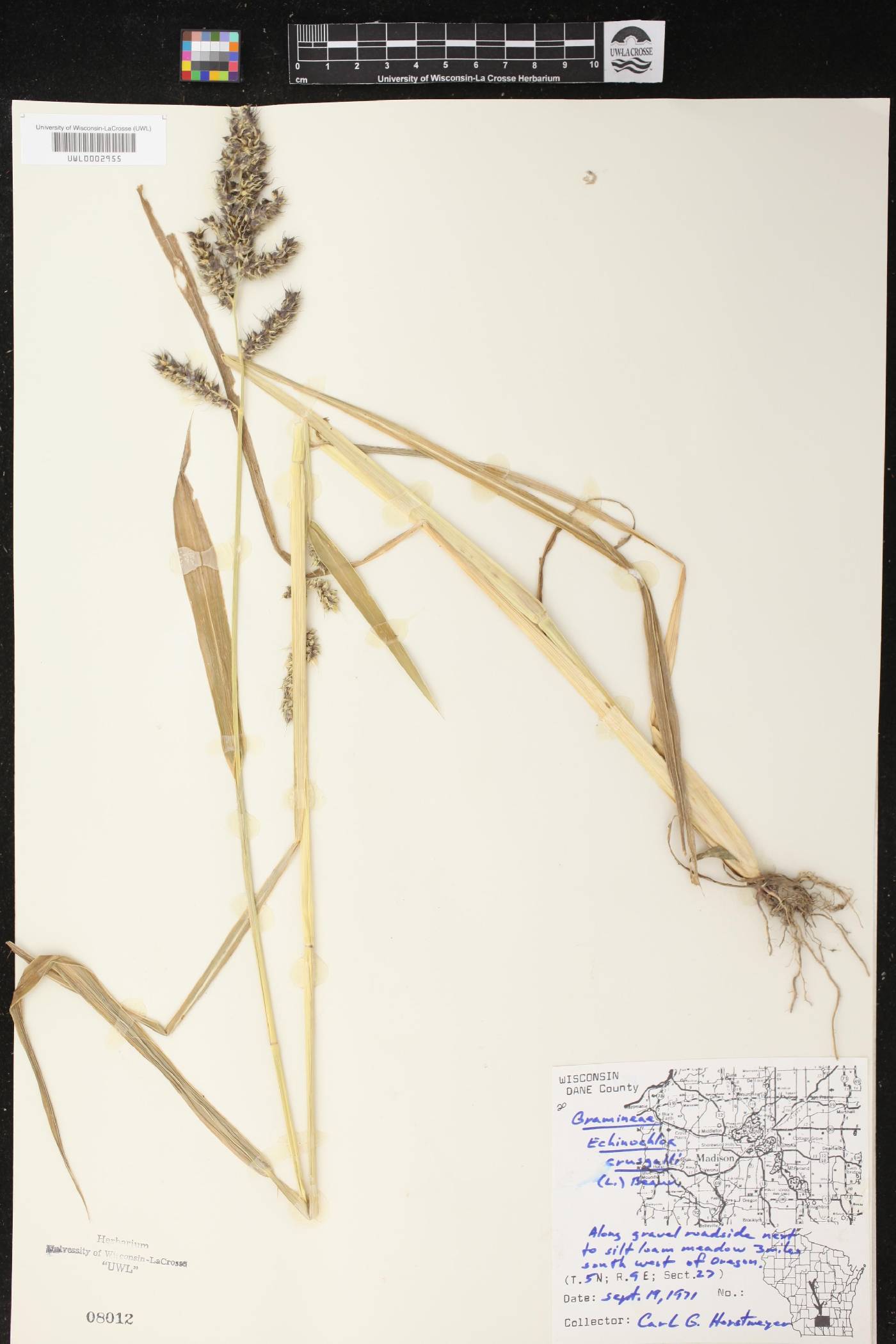 Echinochloa crus-galli image