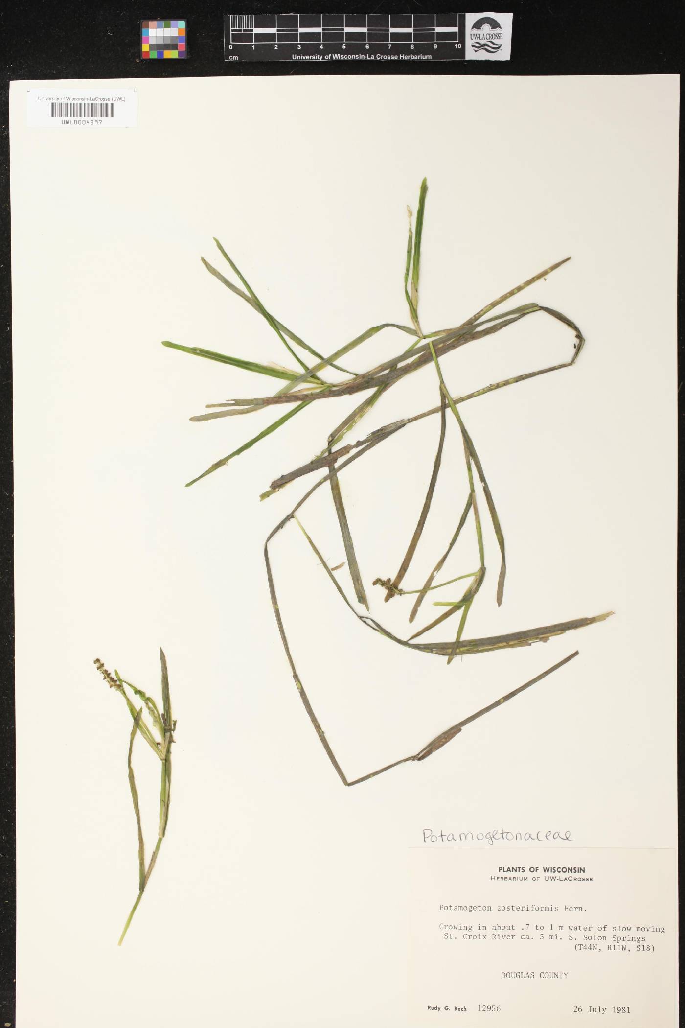 Potamogeton zosteriformis image