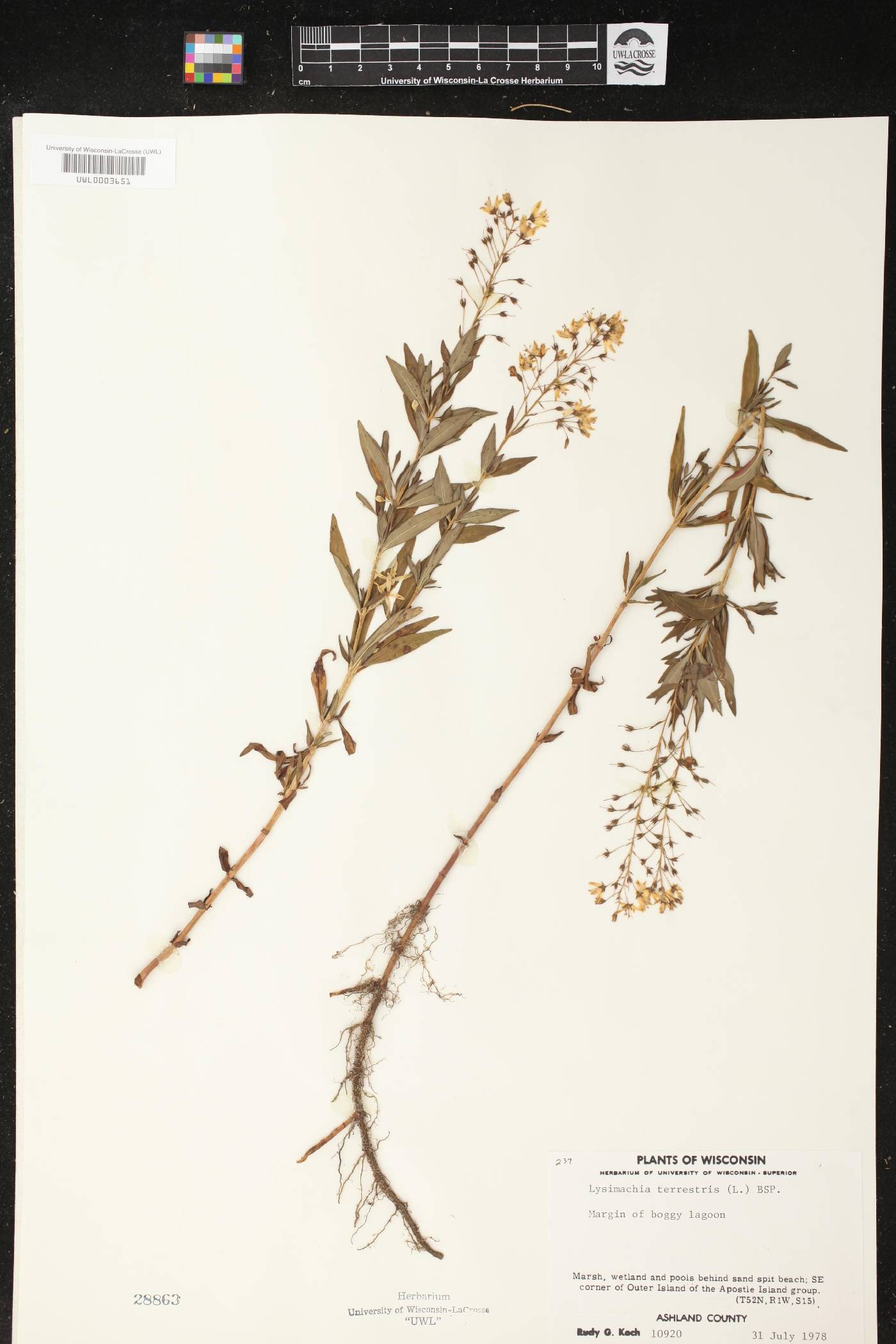 Lysimachia terrestris image