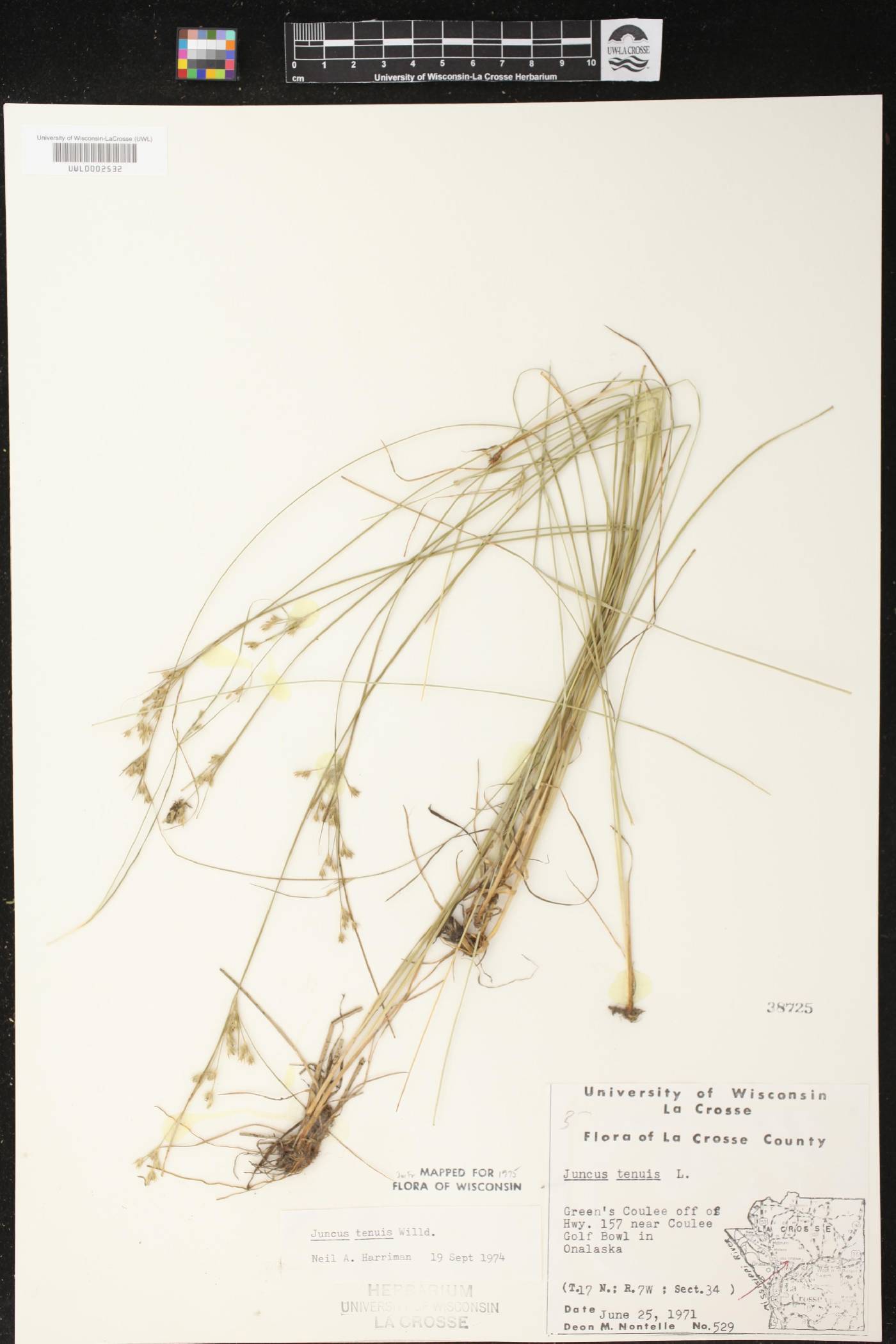 Juncus tenuis image