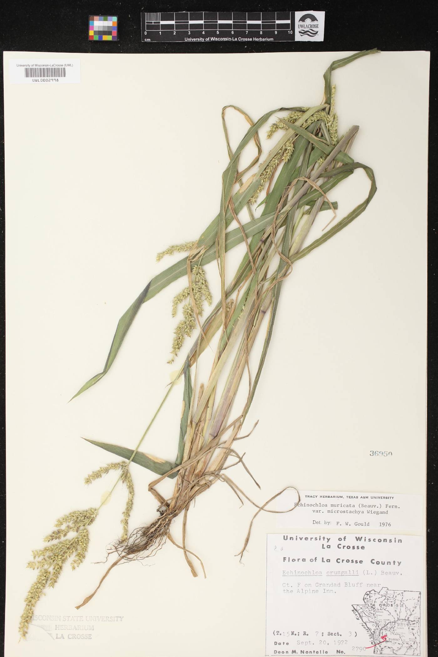 Echinochloa muricata var. microstachya image