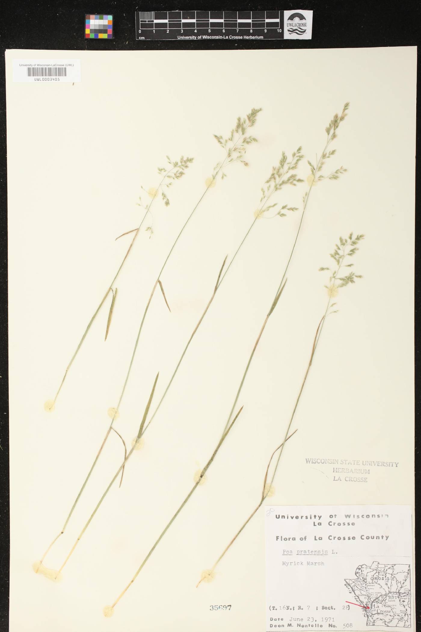 Poa pratensis image