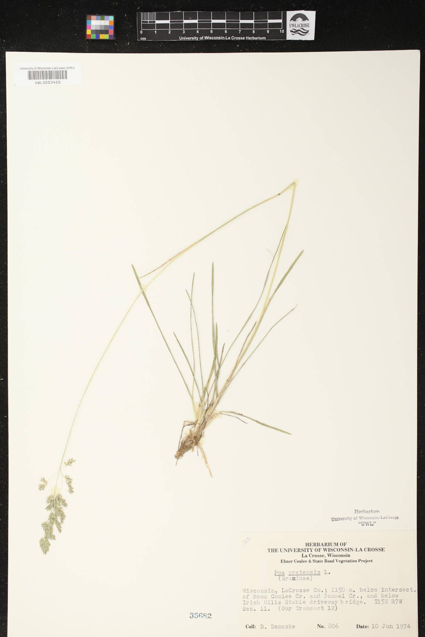 Poa pratensis image