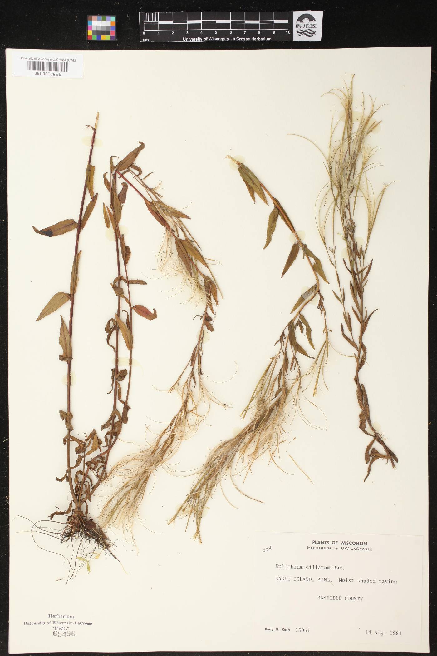 Epilobium ciliatum image