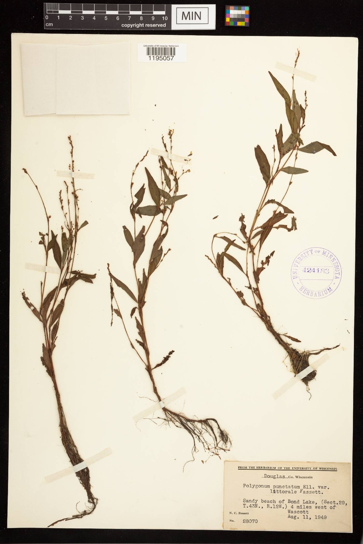 Persicaria punctata image