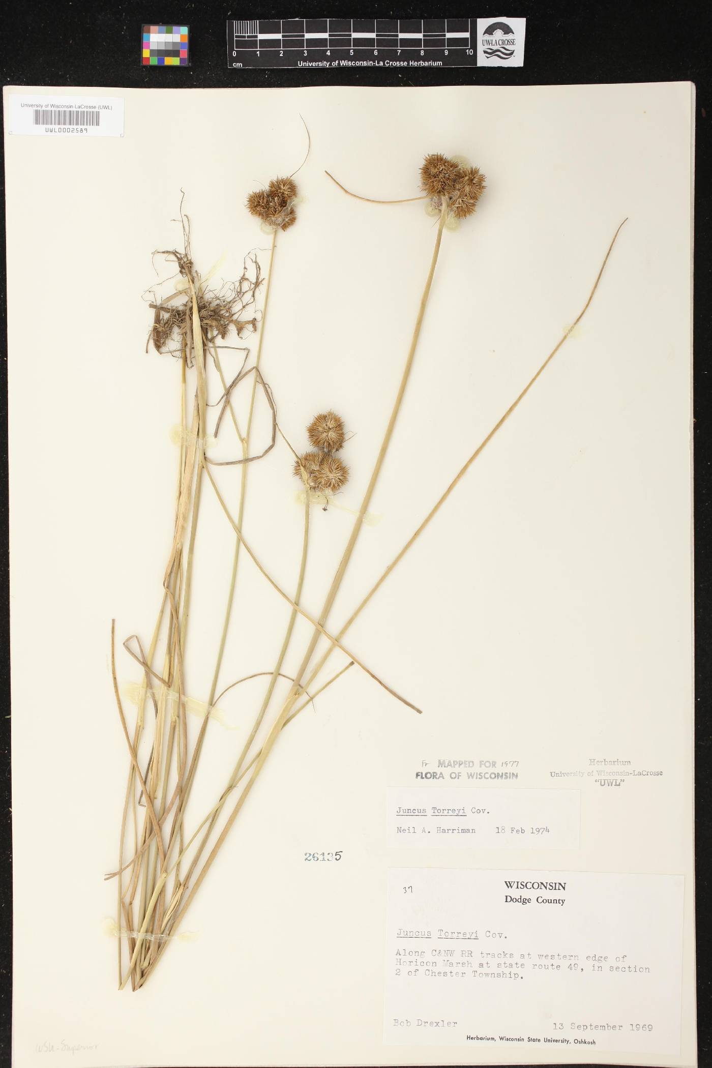 Juncus torreyi image