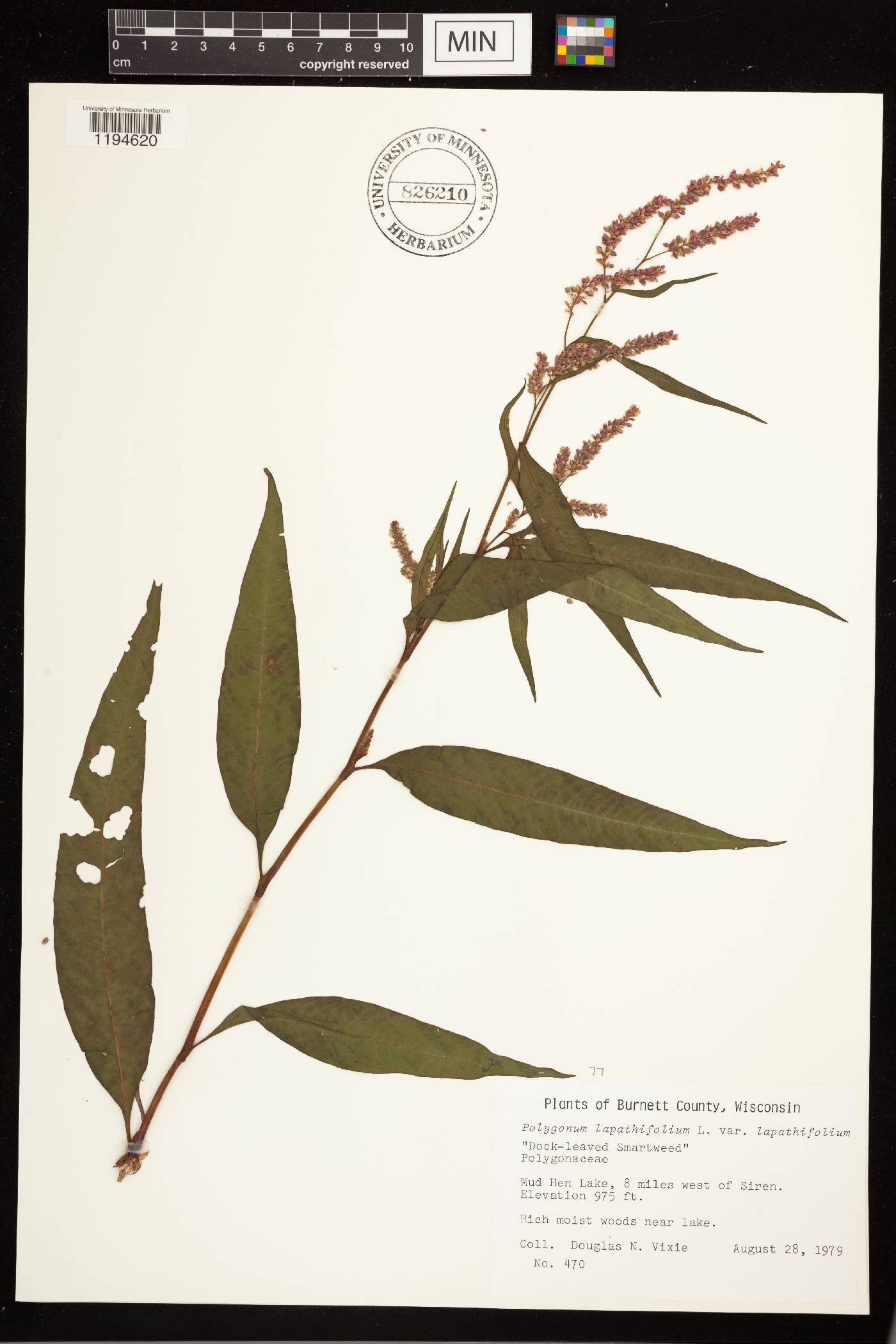 Persicaria lapathifolia image