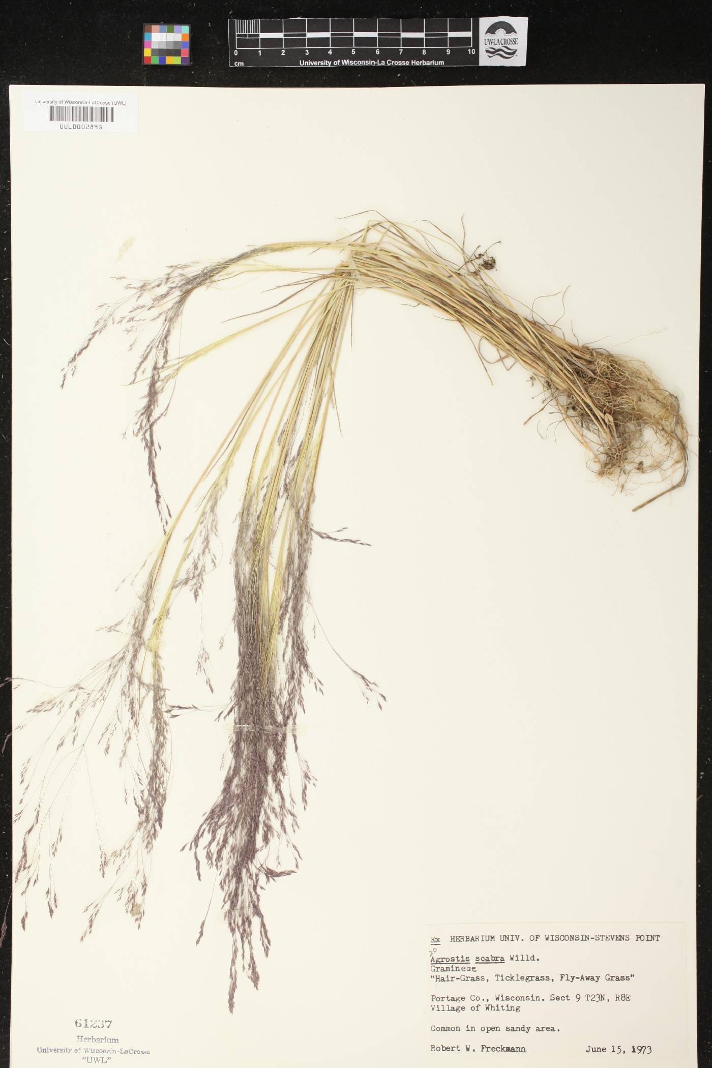 Agrostis scabra image