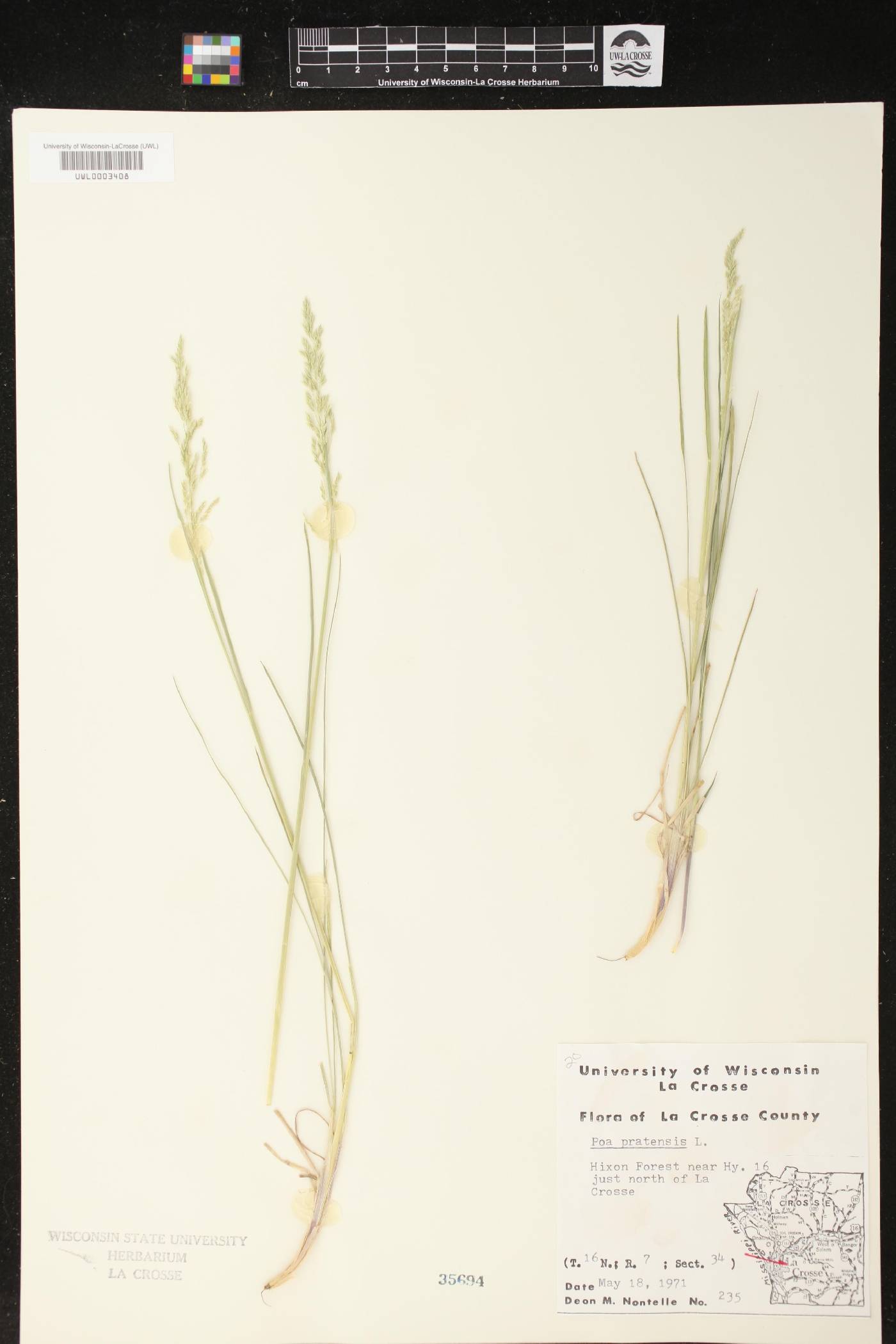 Poa pratensis image
