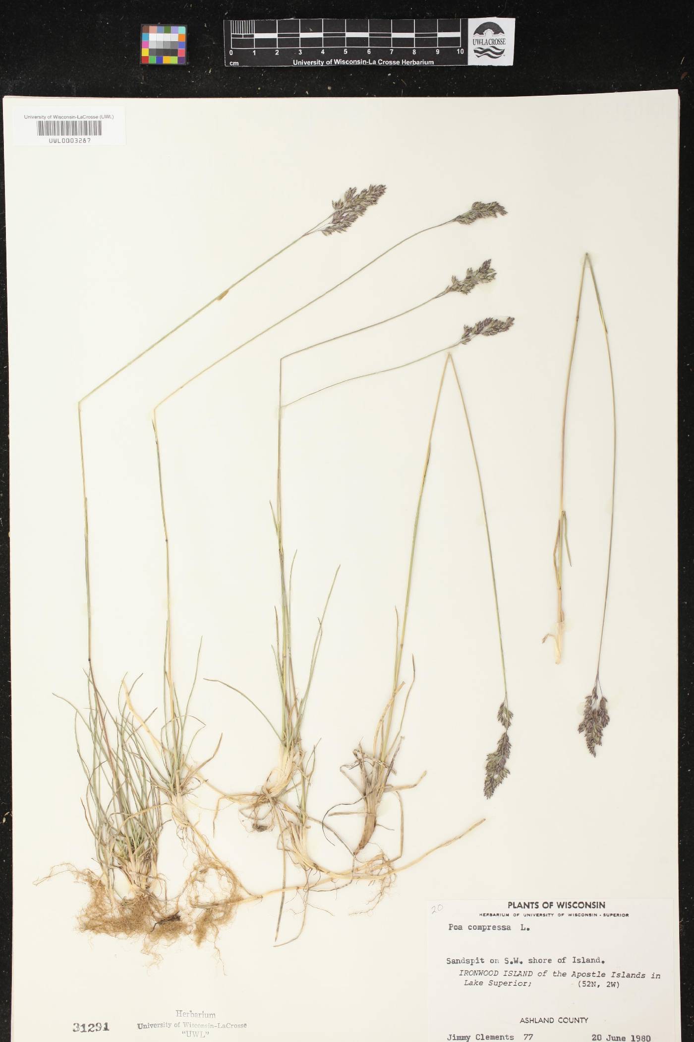 Poa compressa image