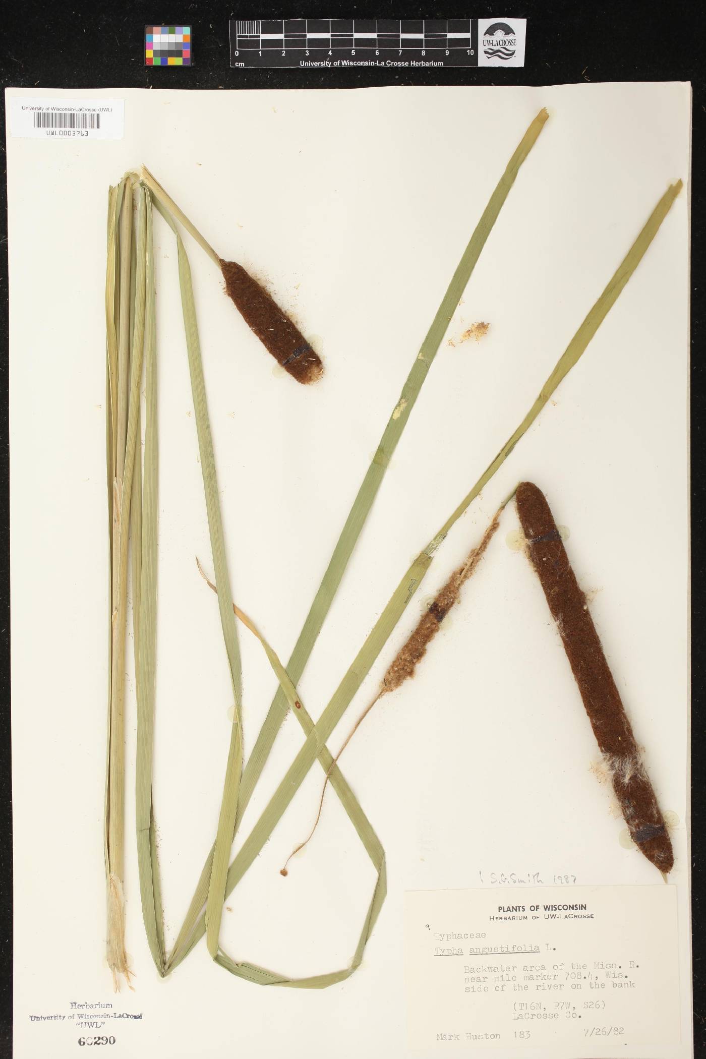 Typha angustifolia image