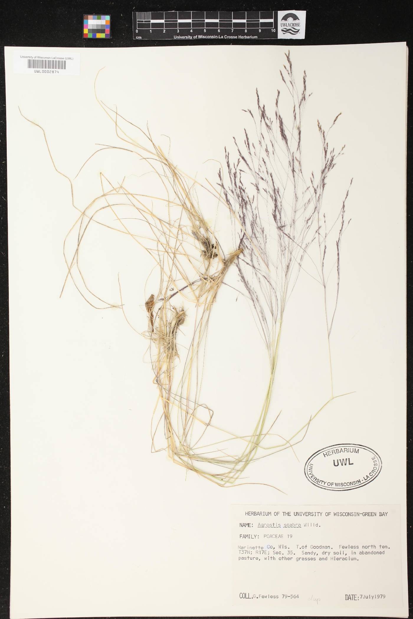 Agrostis scabra image