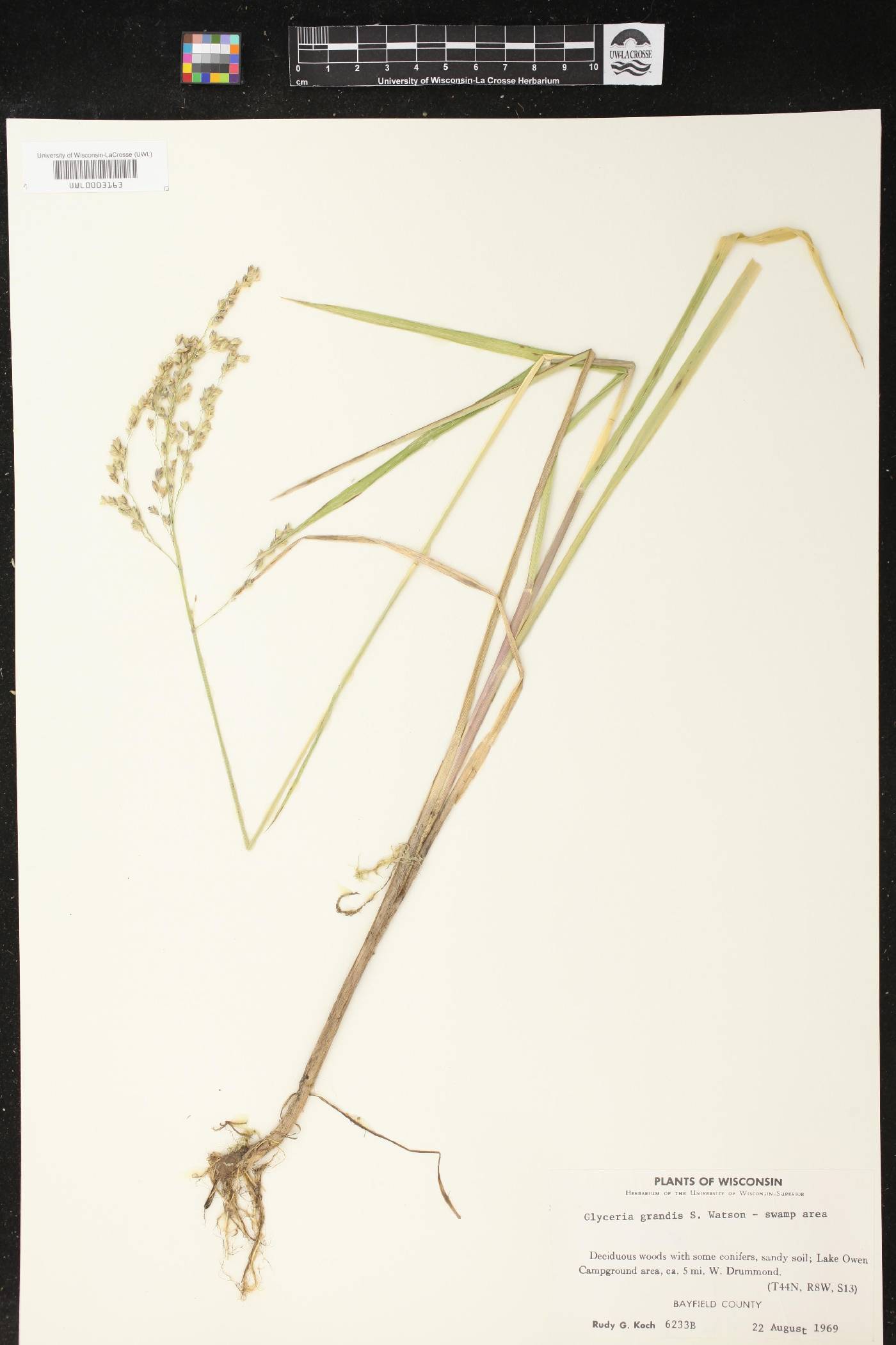 Glyceria grandis image