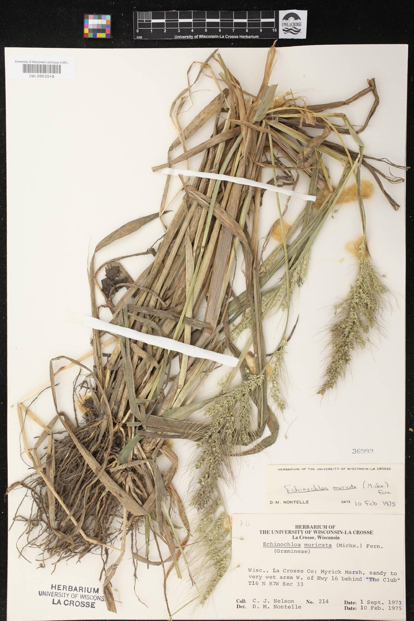 Echinochloa muricata image