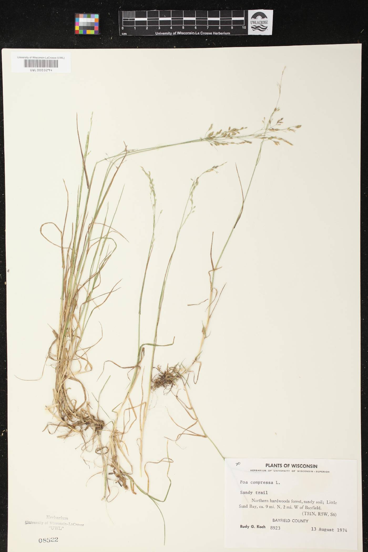Poa compressa image