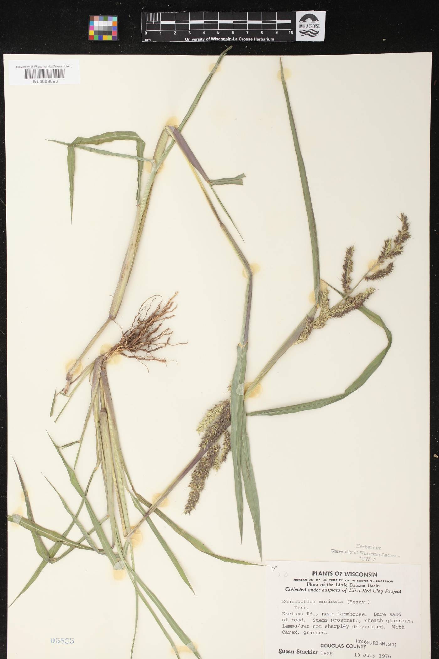 Echinochloa muricata image