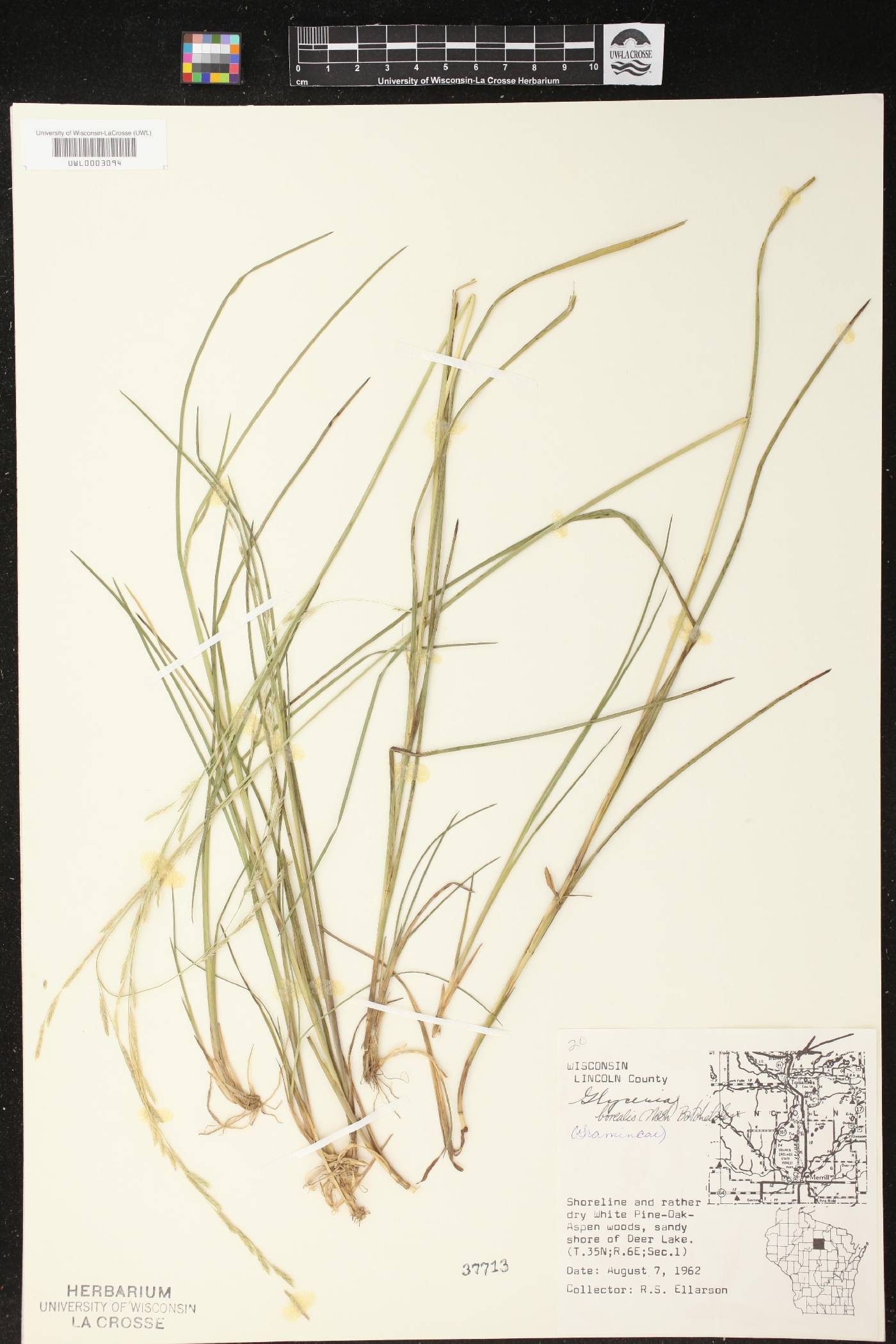 Glyceria borealis image