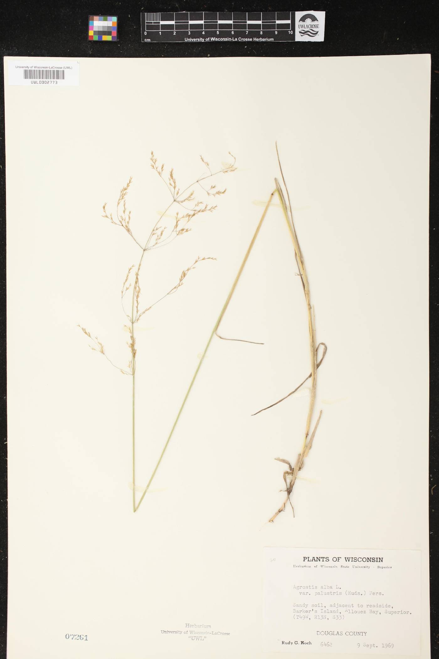Agrostis stolonifera image
