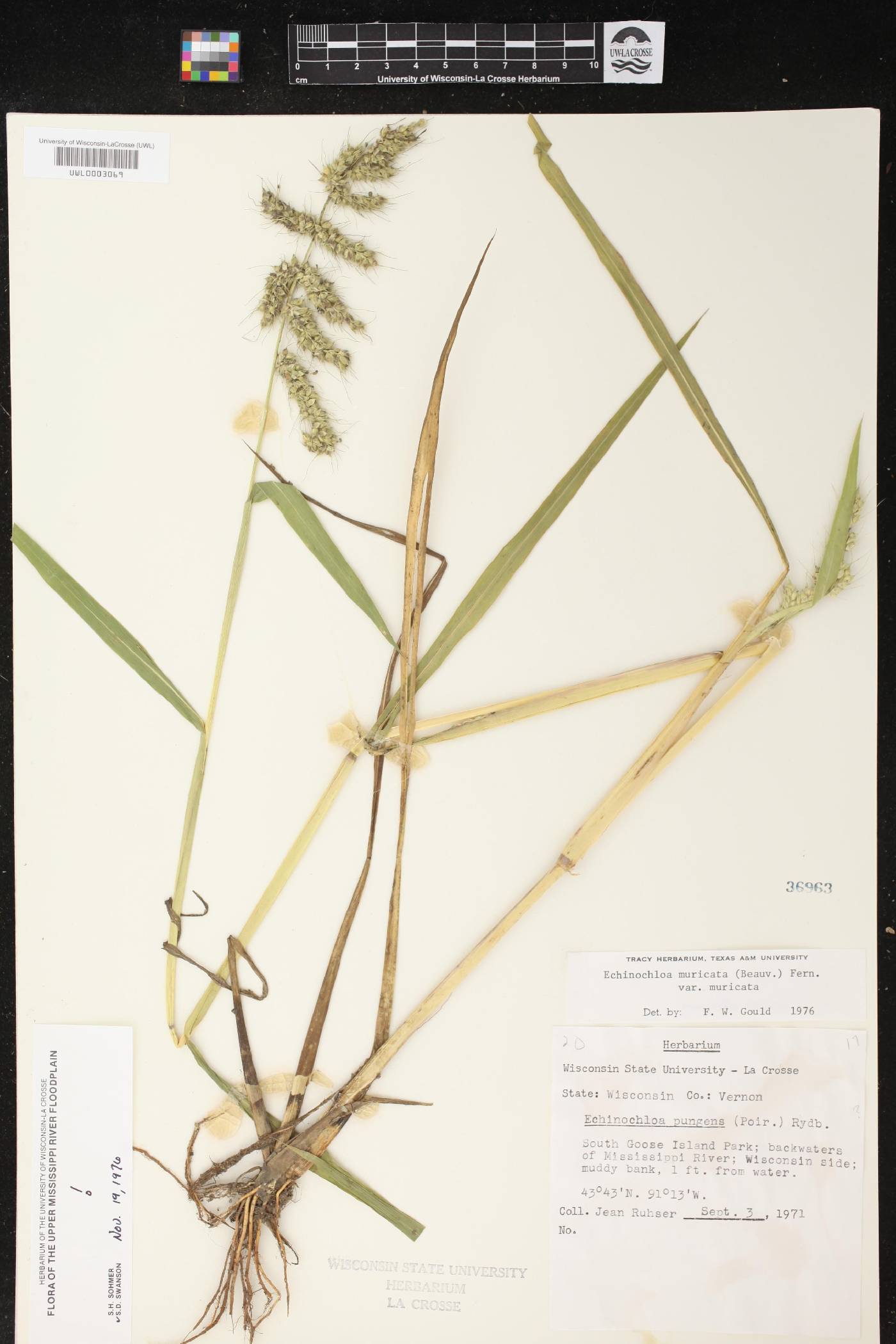 Echinochloa muricata var. muricata image