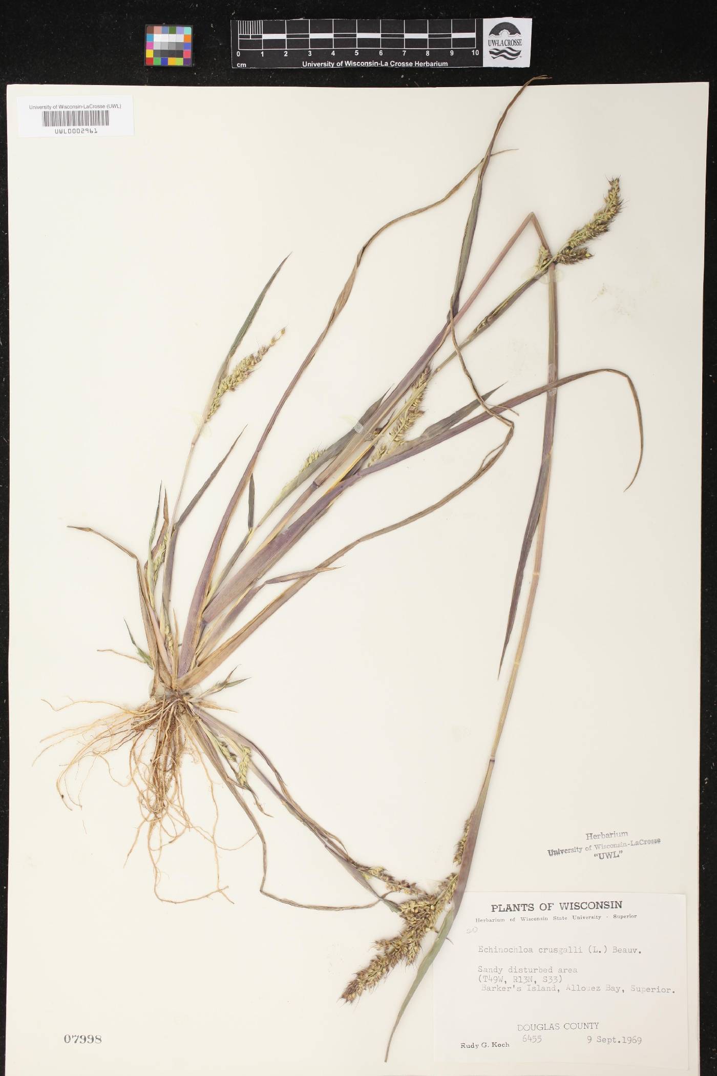Echinochloa crus-galli image