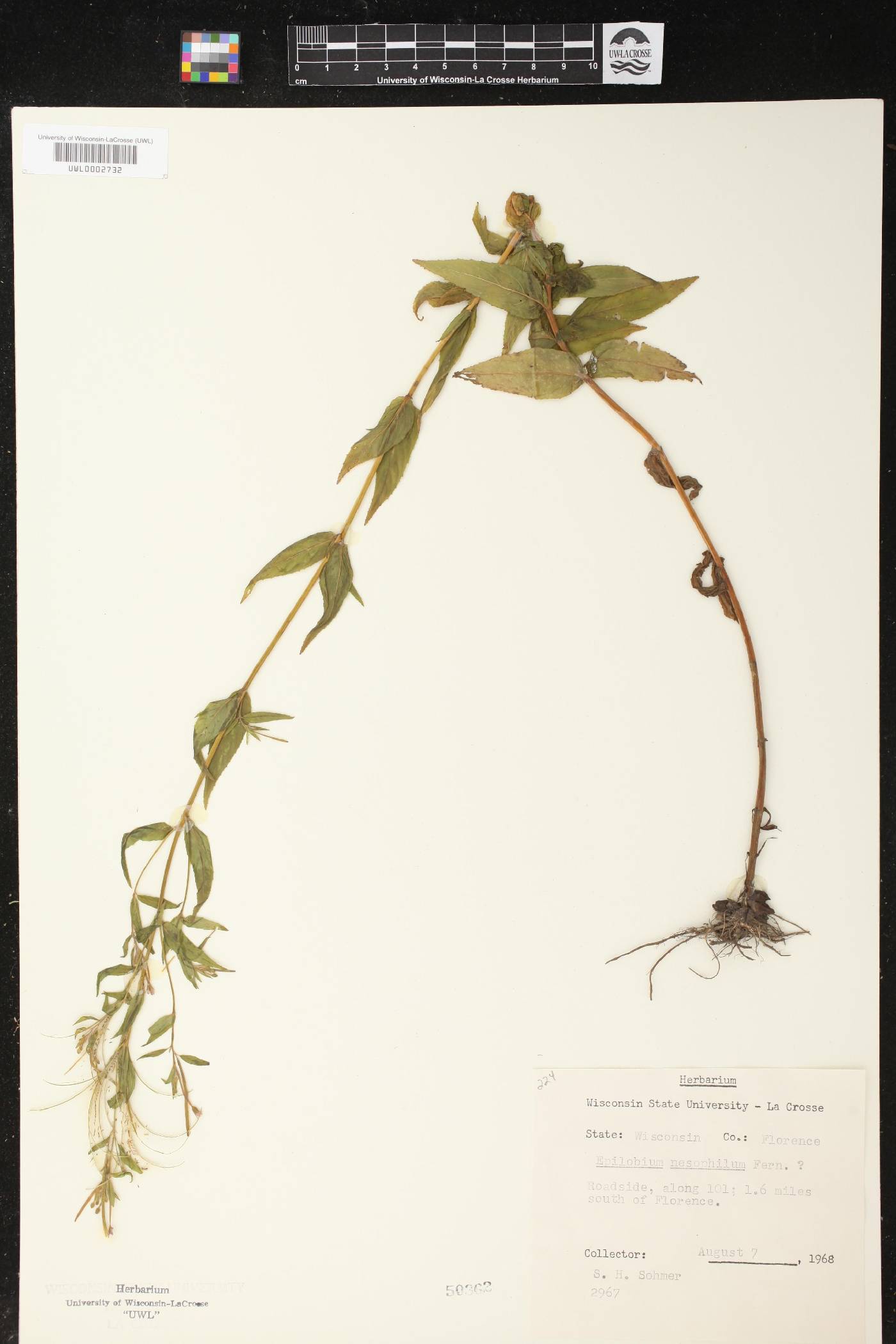 Epilobium leptophyllum image