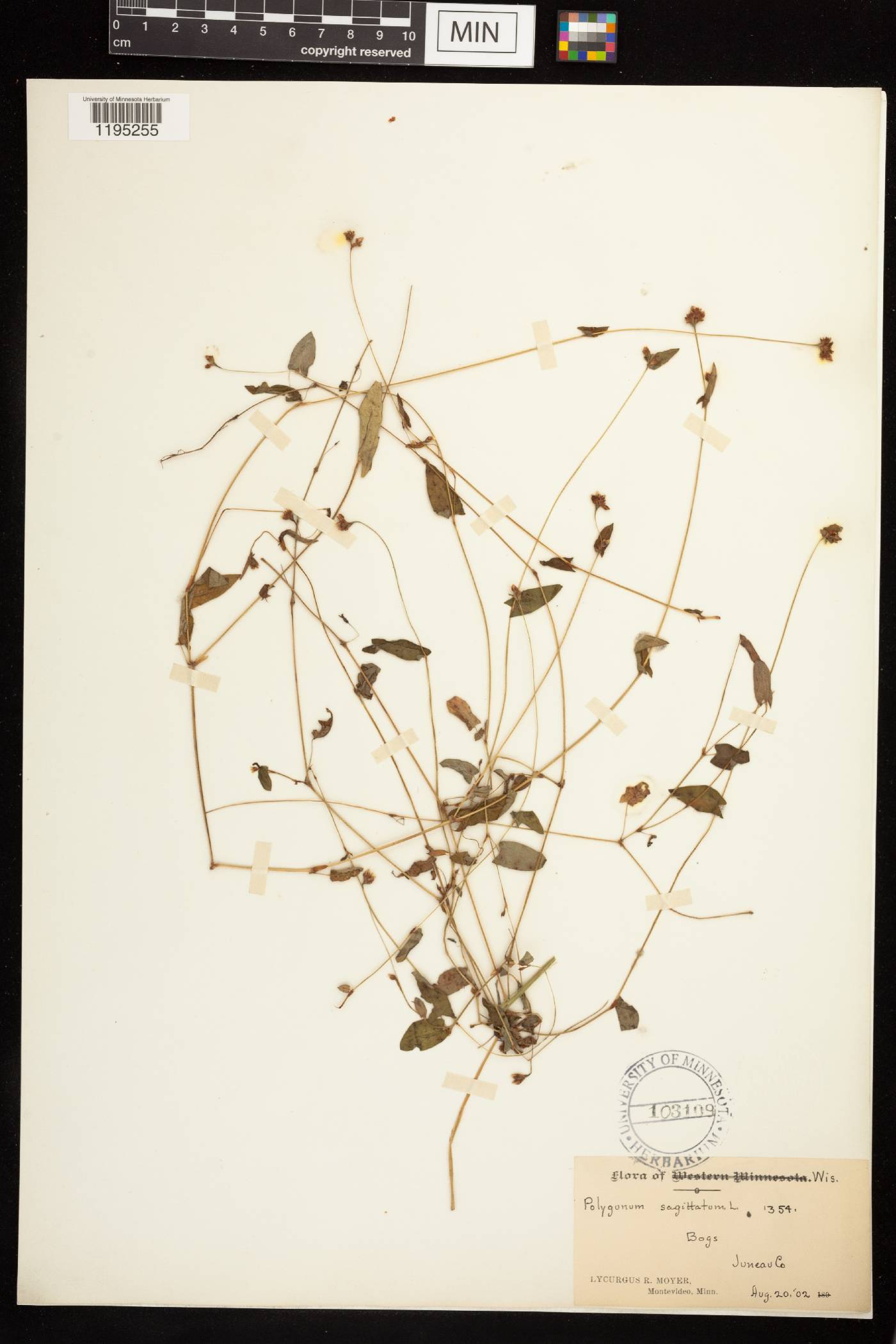 Persicaria sagittata image