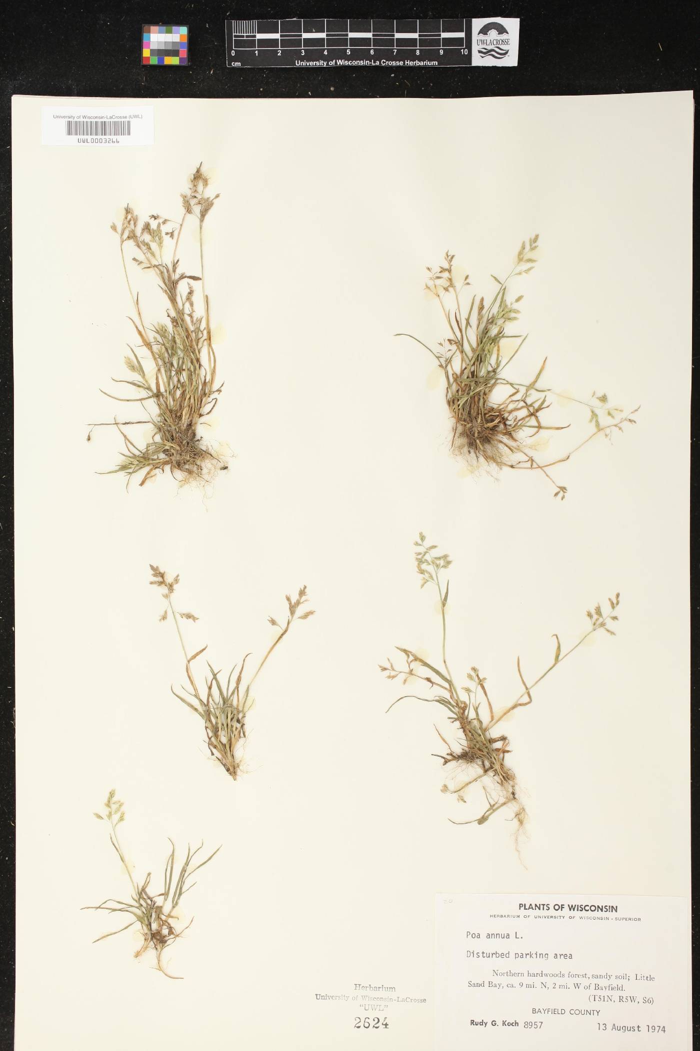 Poa annua image