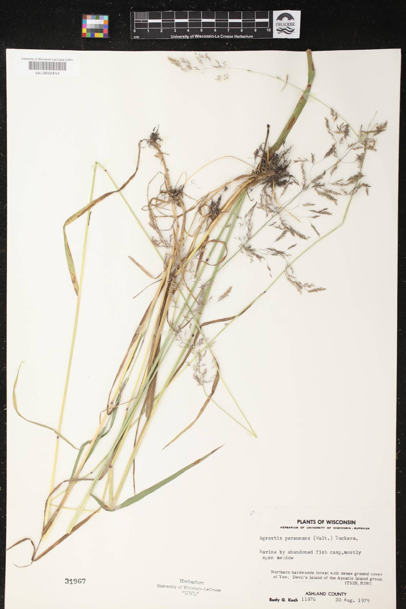 Agrostis perennans image