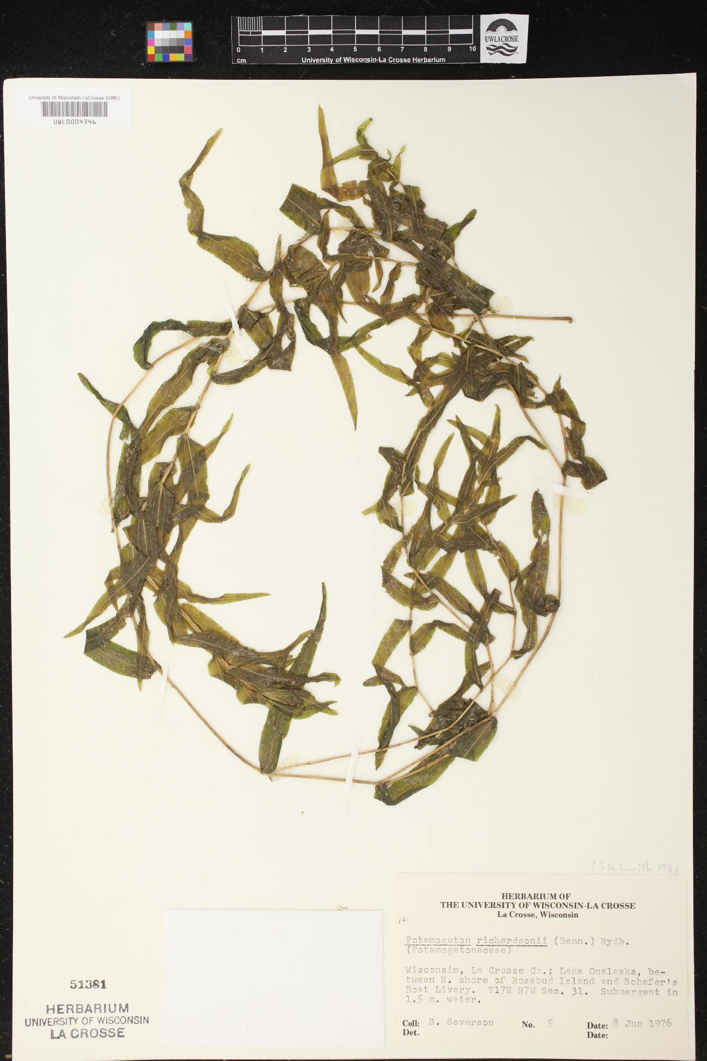 Potamogeton richardsonii image