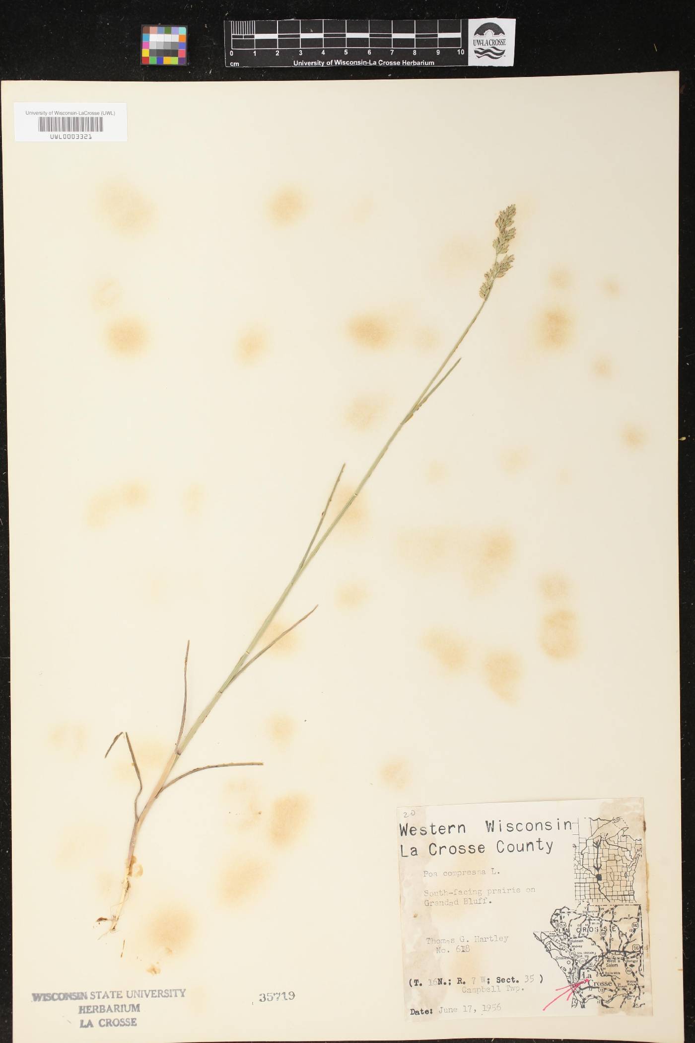 Poa compressa image