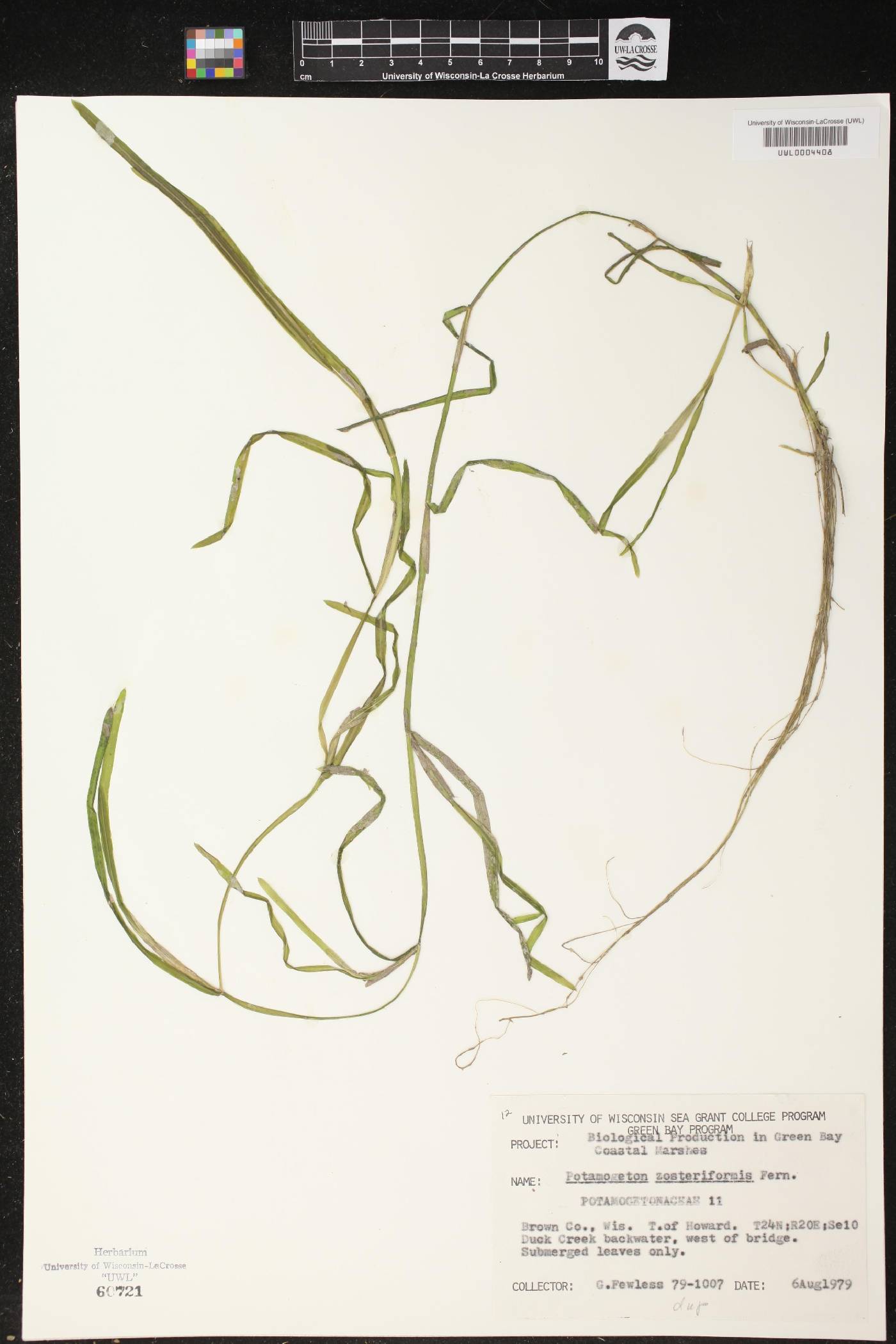 Potamogeton zosteriformis image