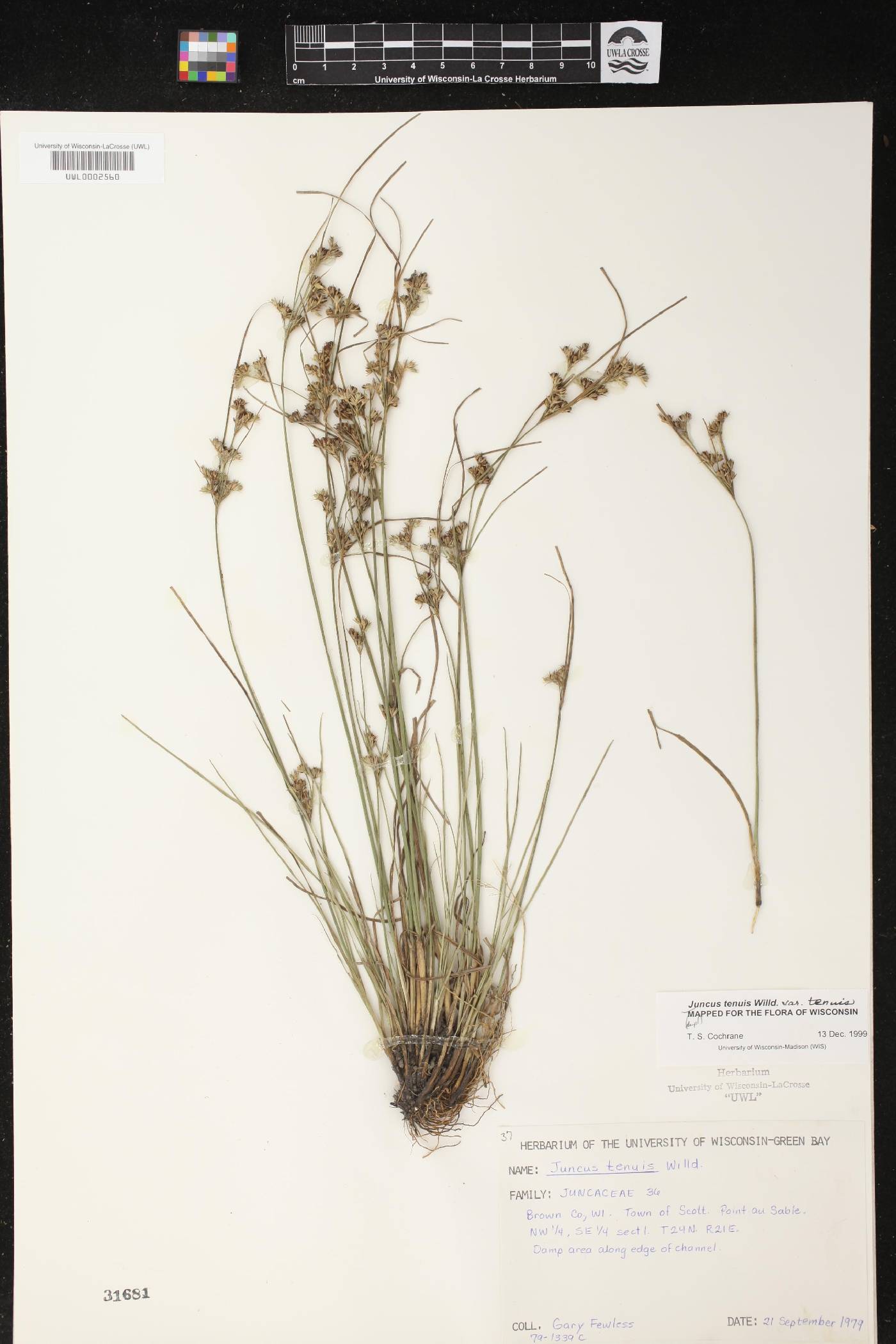 Juncus tenuis image
