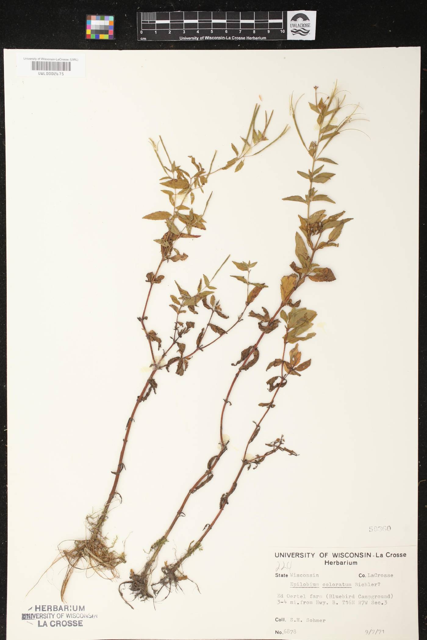 Epilobium coloratum image