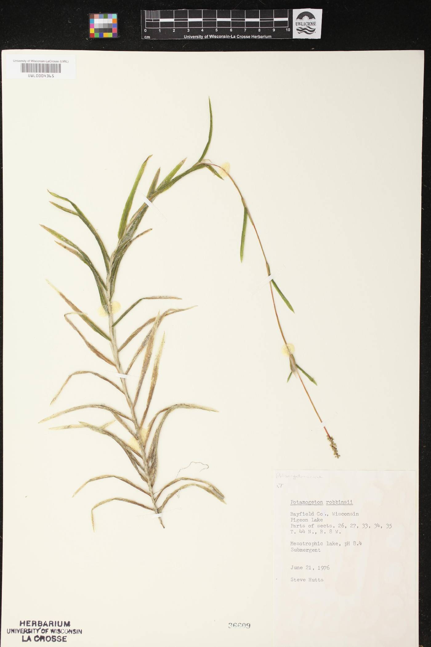 Potamogeton robbinsii image