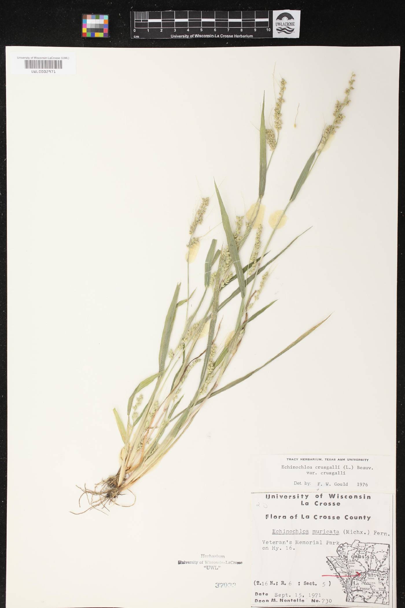 Echinochloa crus-galli image