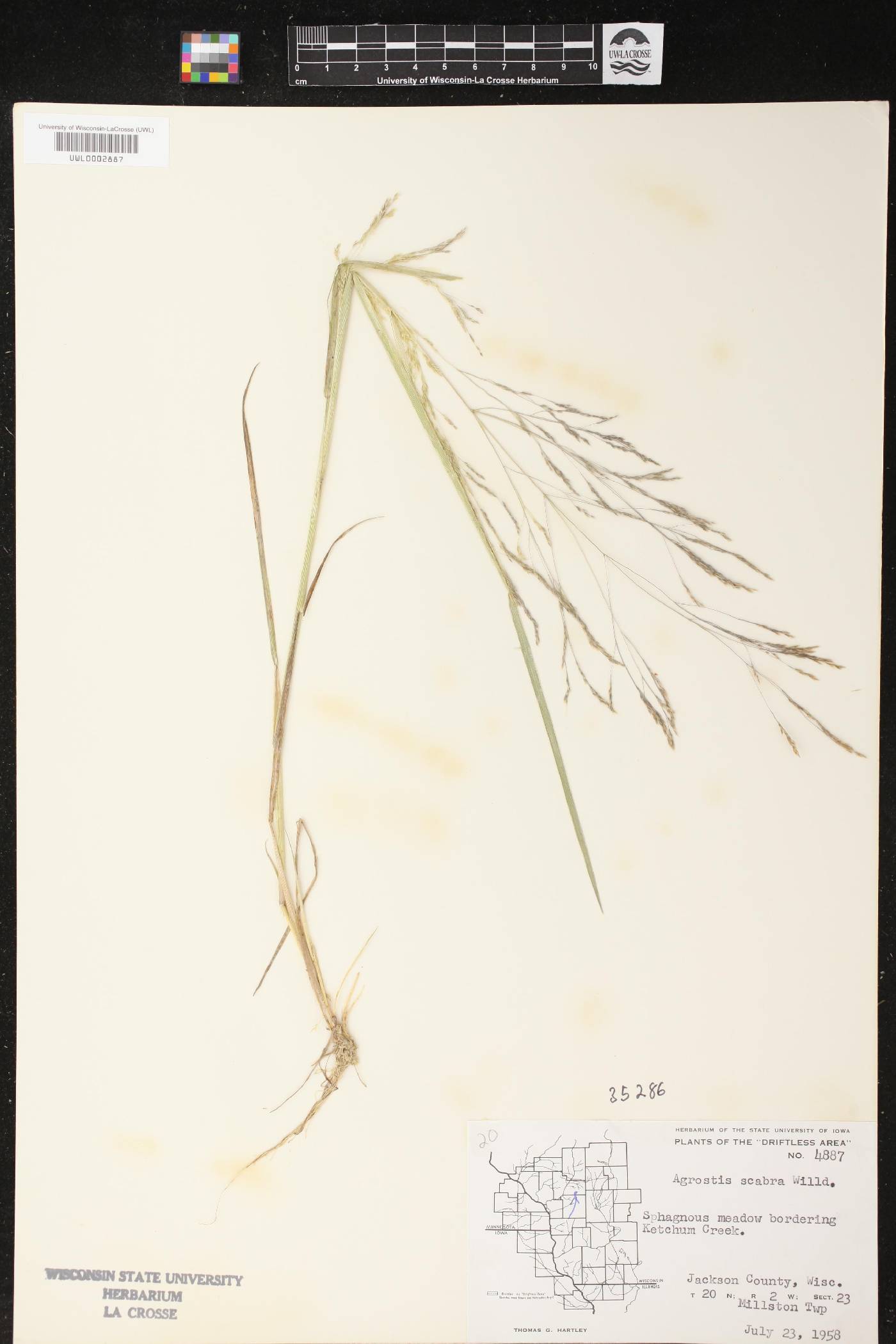Agrostis scabra image