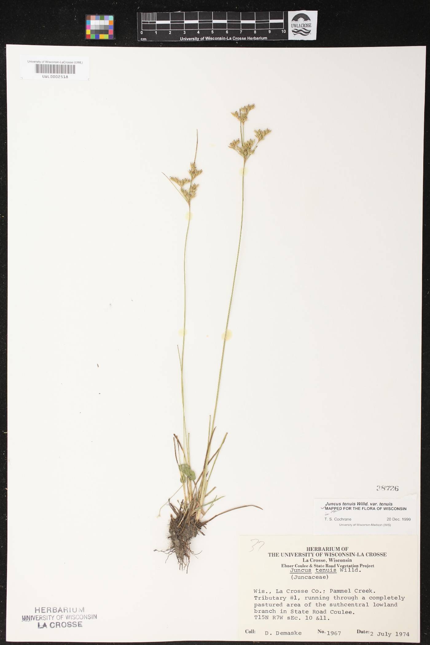 Juncus tenuis image