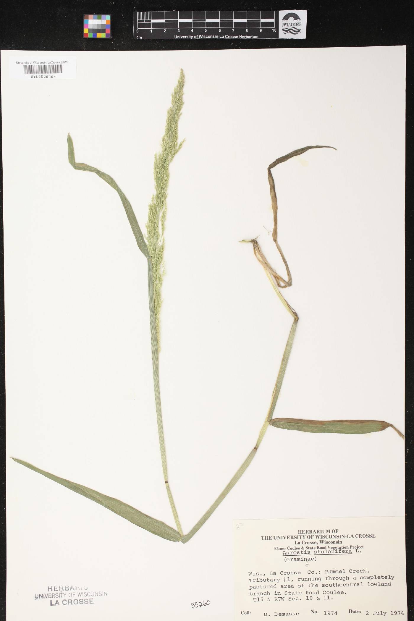 Agrostis stolonifera image