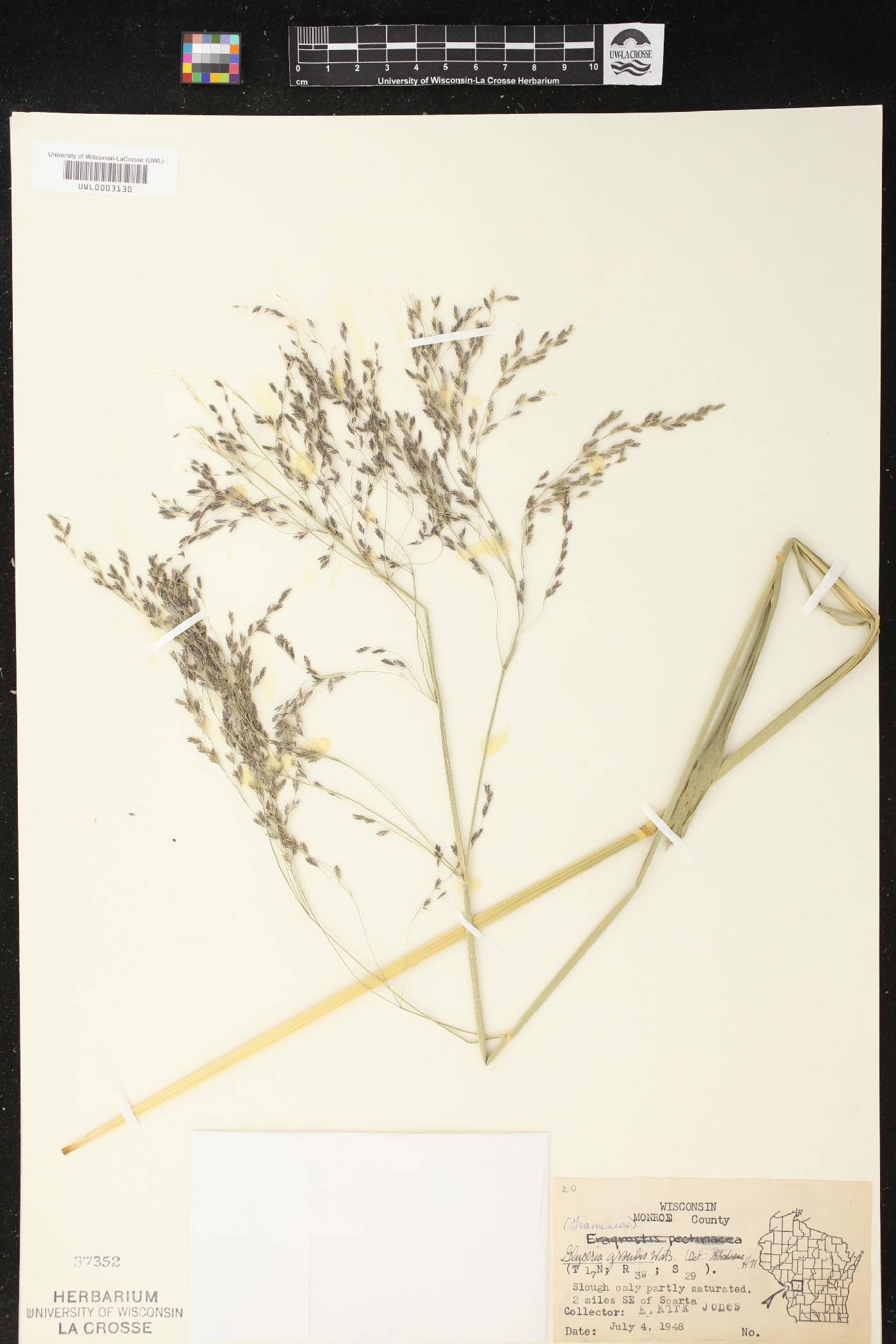 Glyceria grandis image