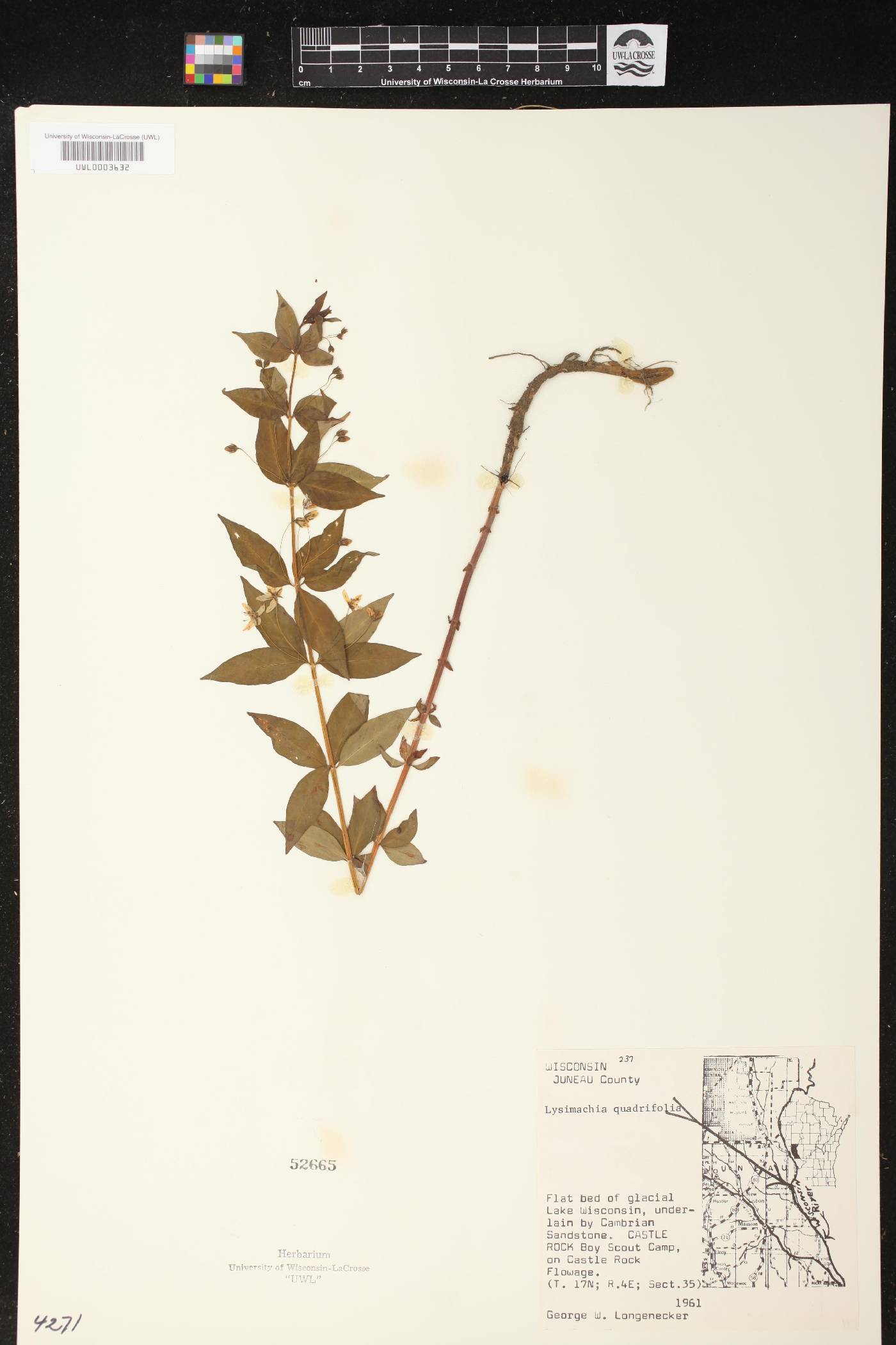 Lysimachia quadrifolia image