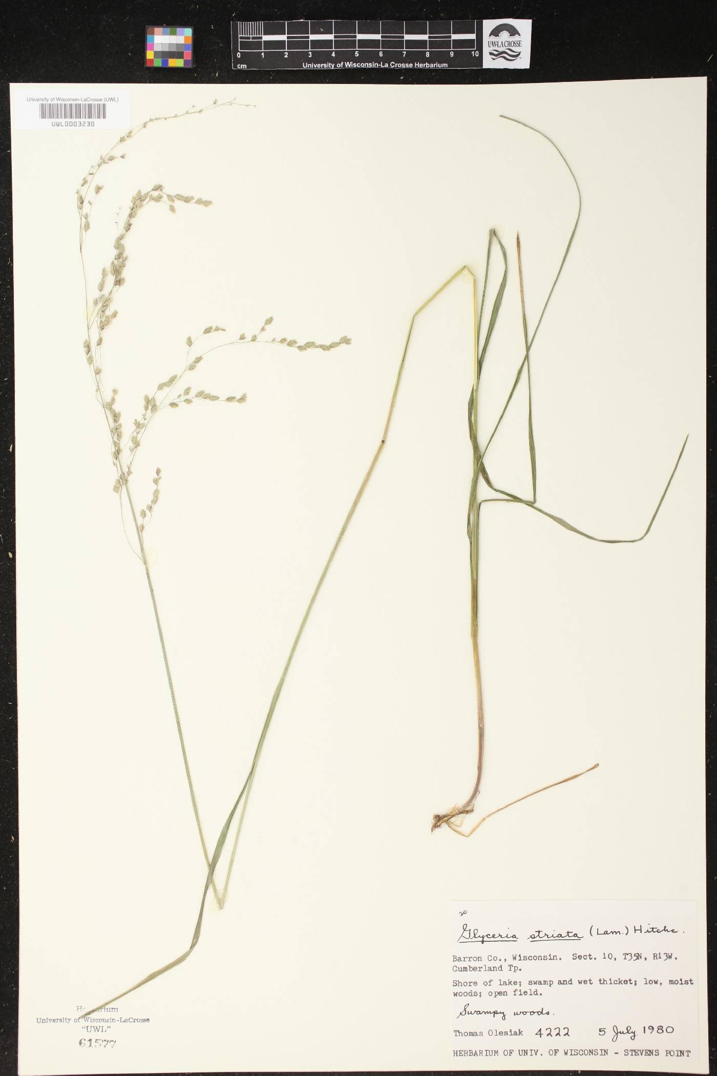 Glyceria striata image