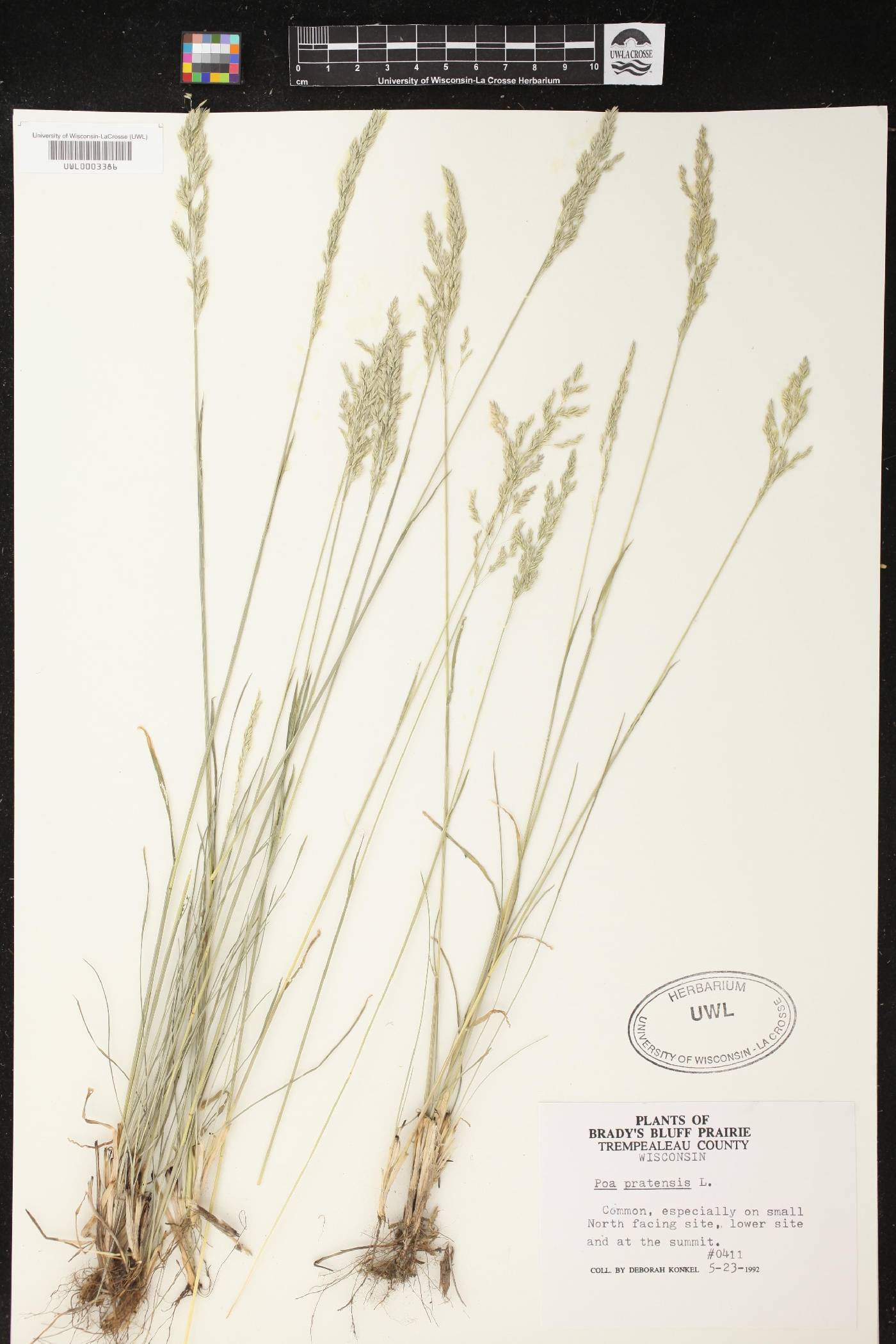 Poa pratensis image