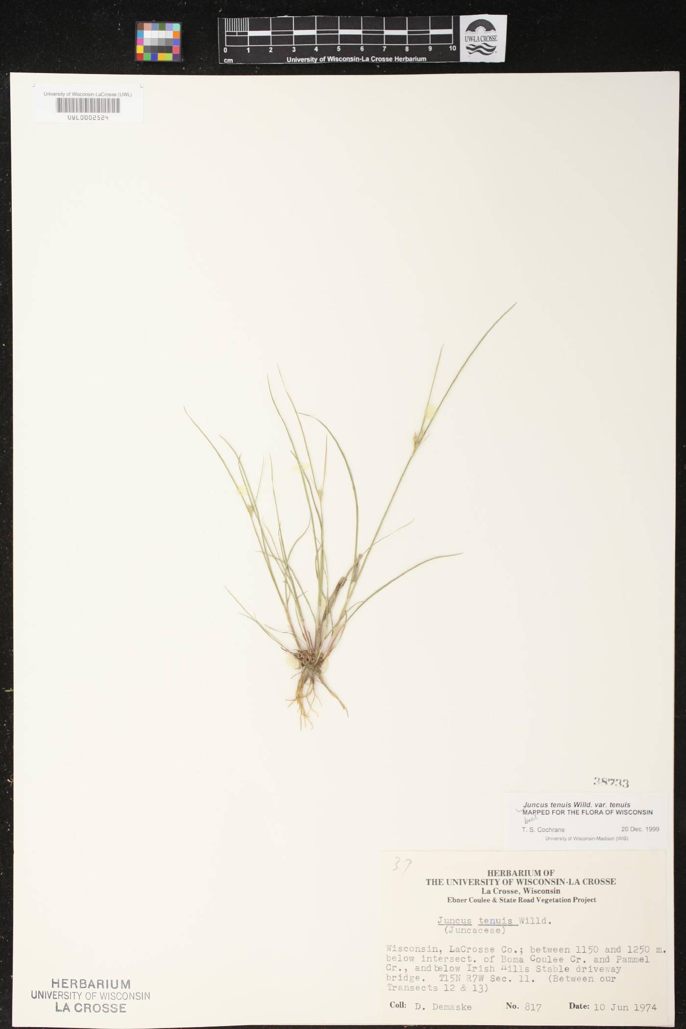 Juncus tenuis image